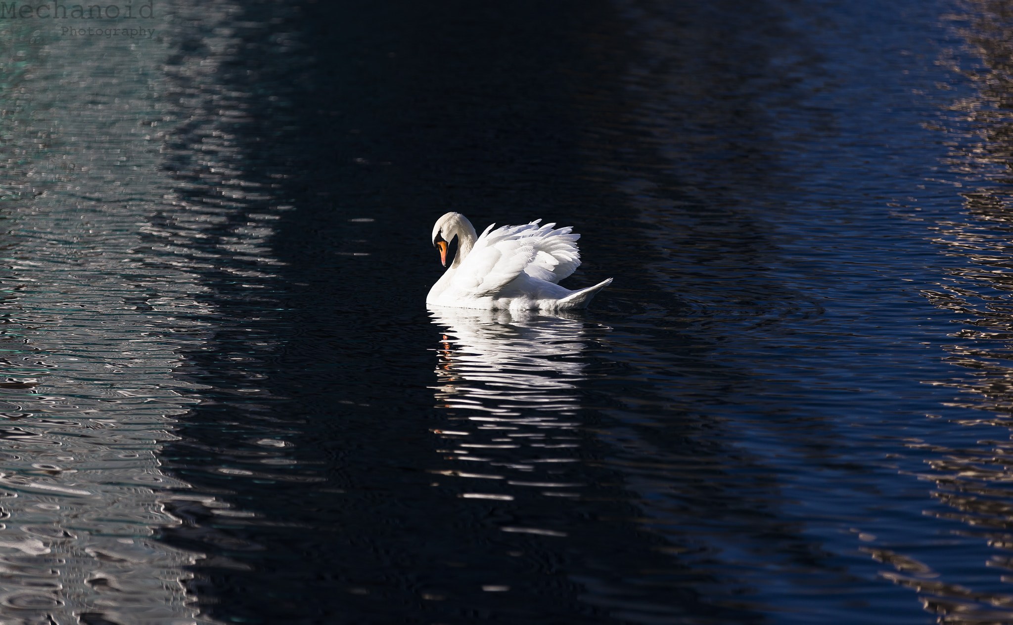 Canon EOS-1D C + Canon EF 70-200mm F2.8L IS II USM sample photo. Tricolore photography