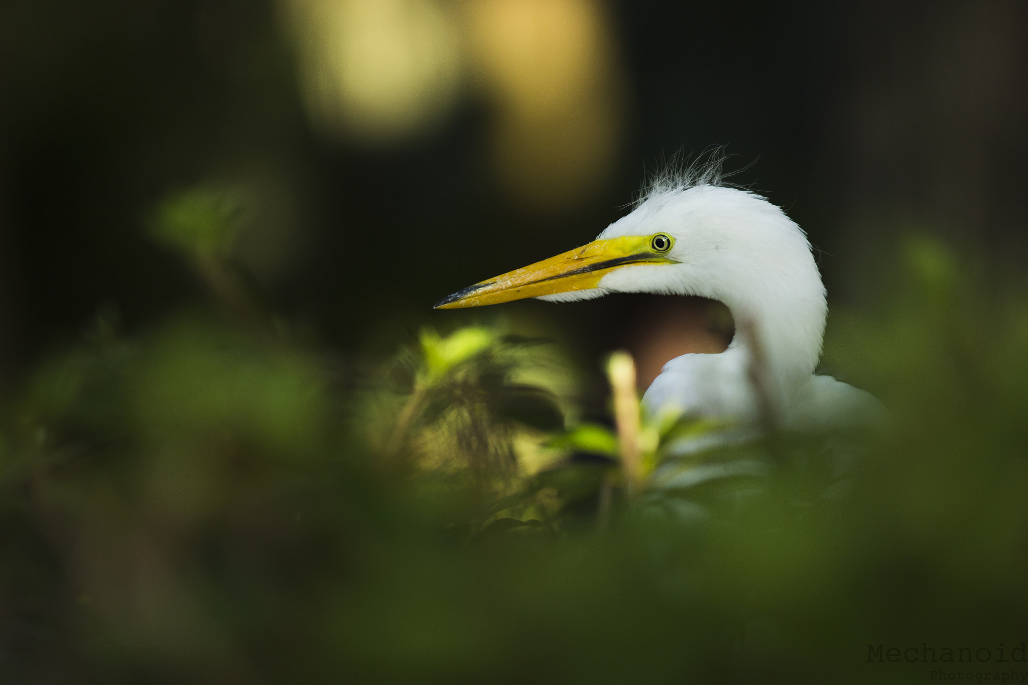 Canon EF 70-200mm F2.8L IS II USM sample photo. White bird photography