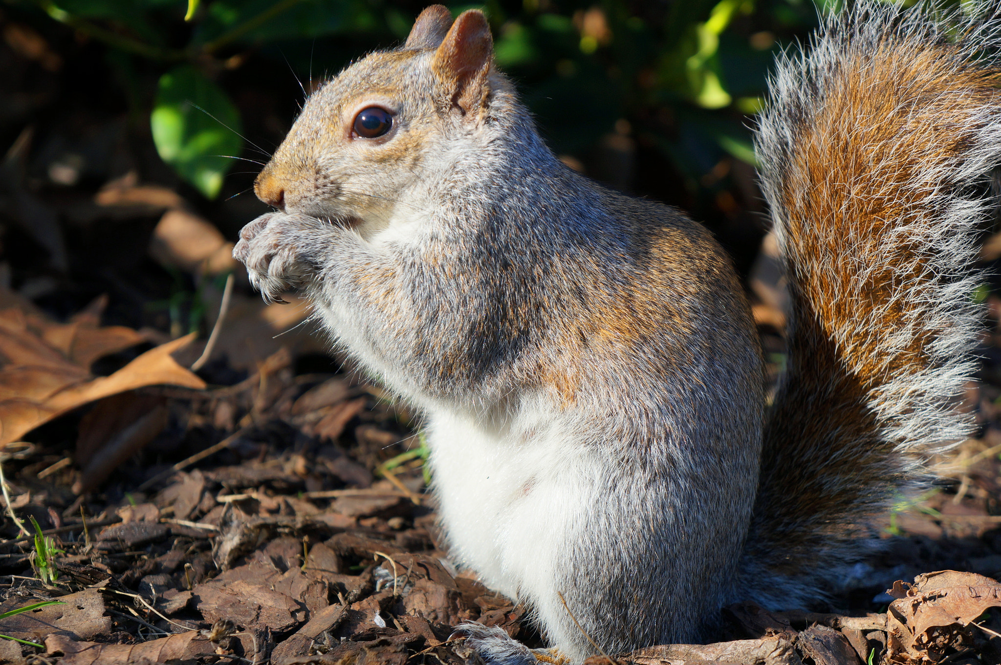Sony E 18-55mm F3.5-5.6 OSS sample photo. Squirrel photography