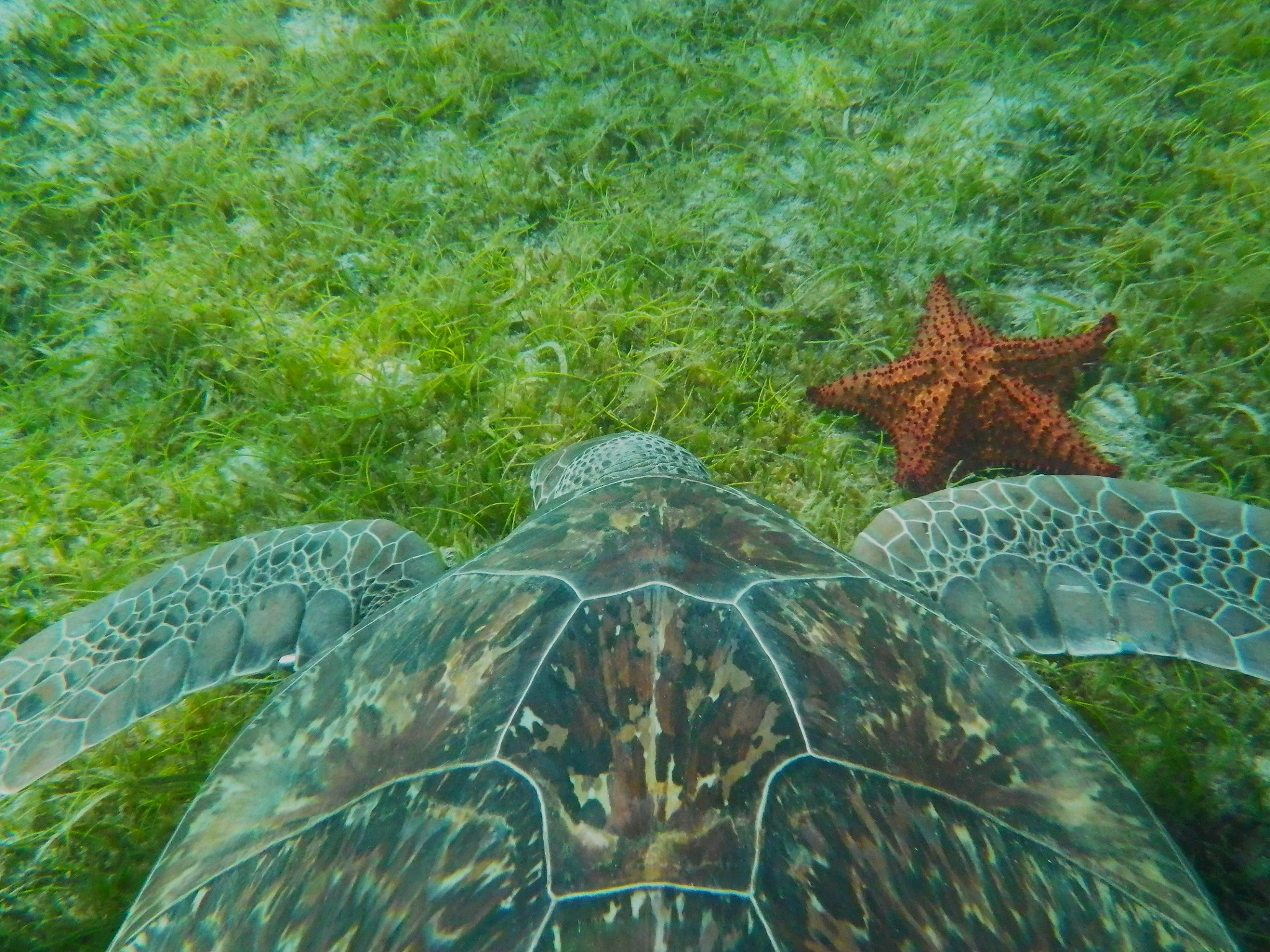 Pentax Optio WG-1 sample photo. Fly under the water  photography