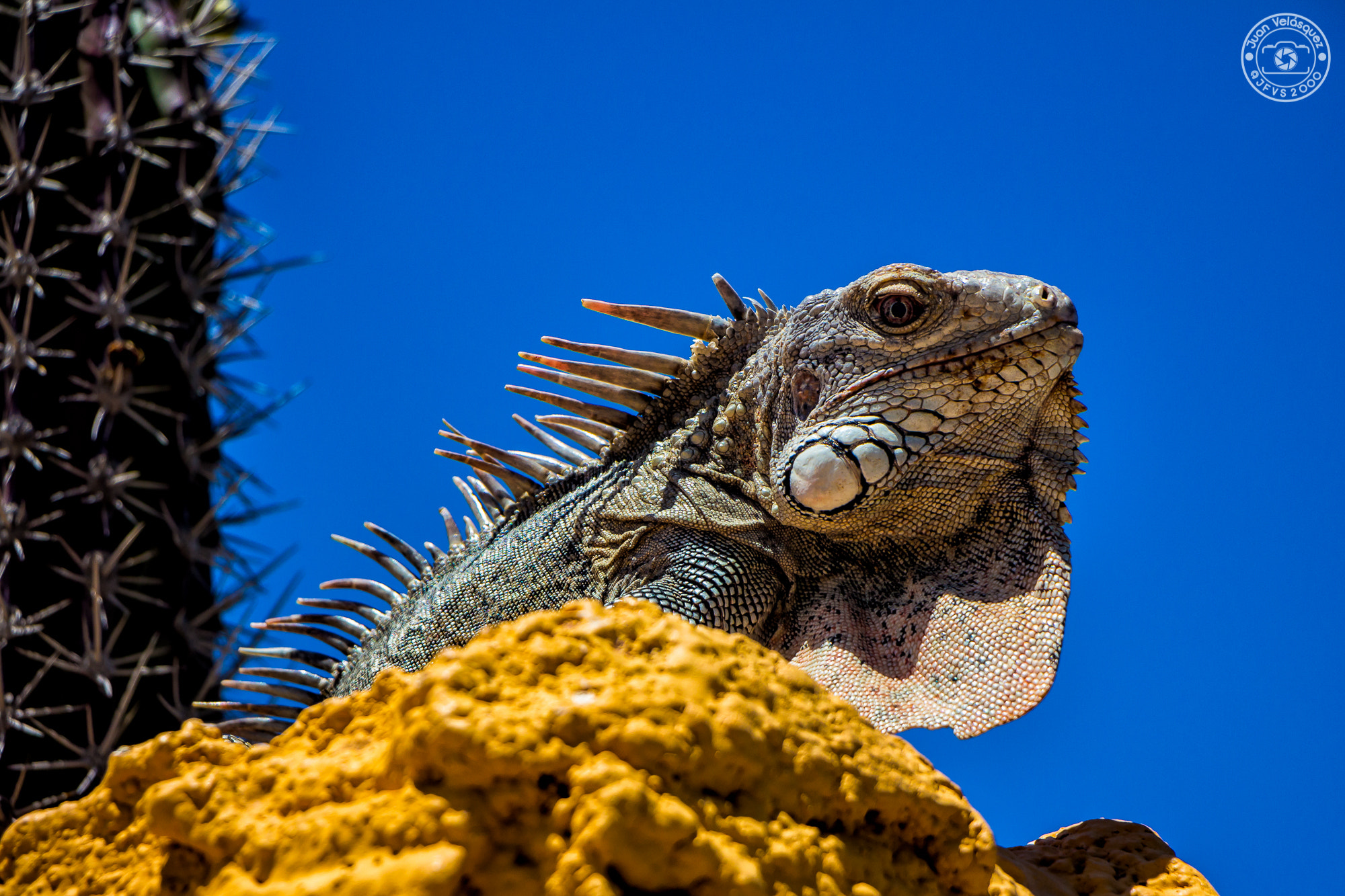 Canon EF-S 18-135mm F3.5-5.6 IS STM sample photo. Iguana paraguanera photography