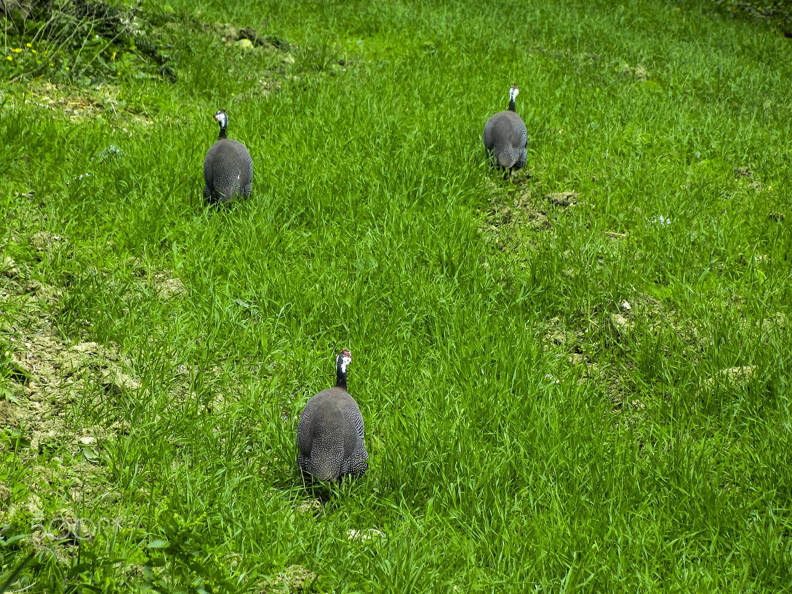 Canon PowerShot SD4500 IS (IXUS 1000 HS / IXY 50S) sample photo. Rock-dove photography