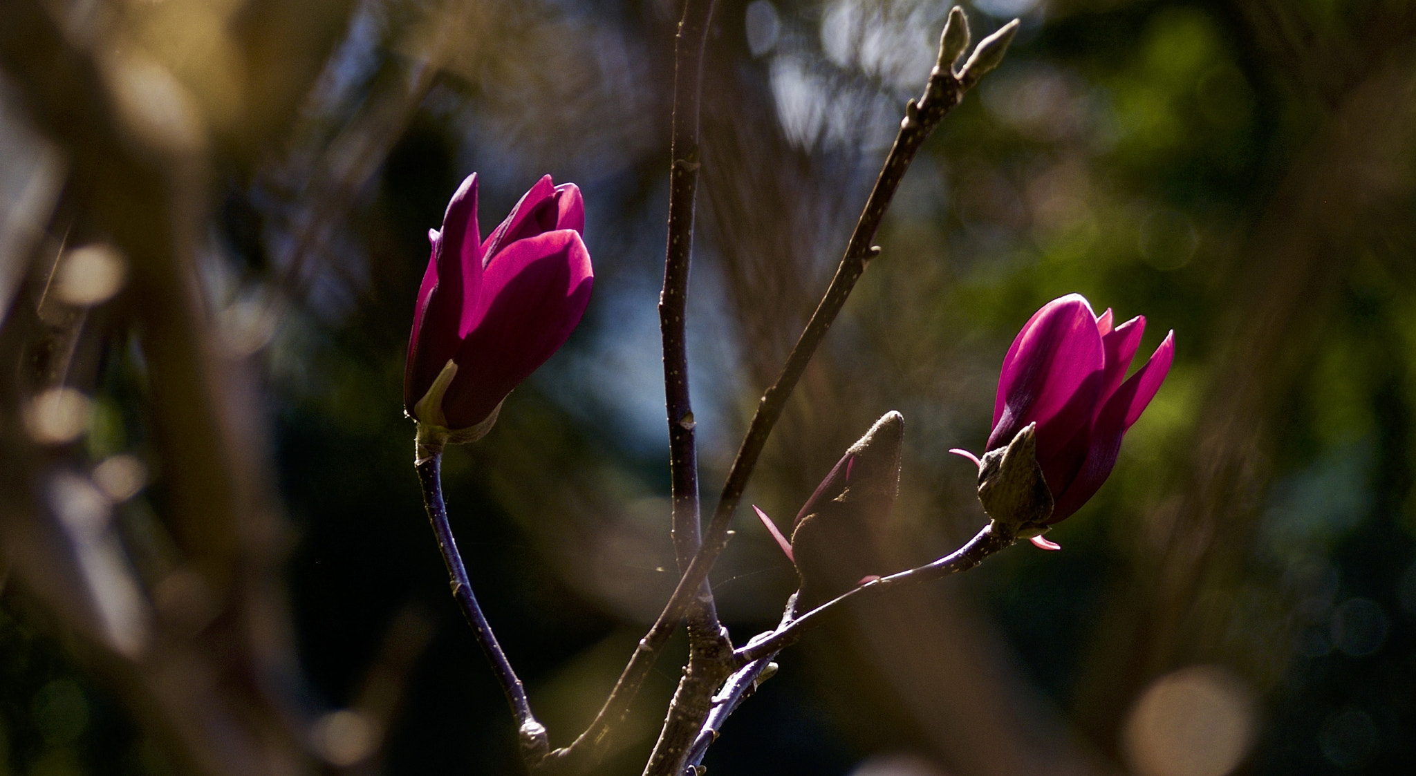 Olympus PEN E-PL1 sample photo. Magnoliando vi photography