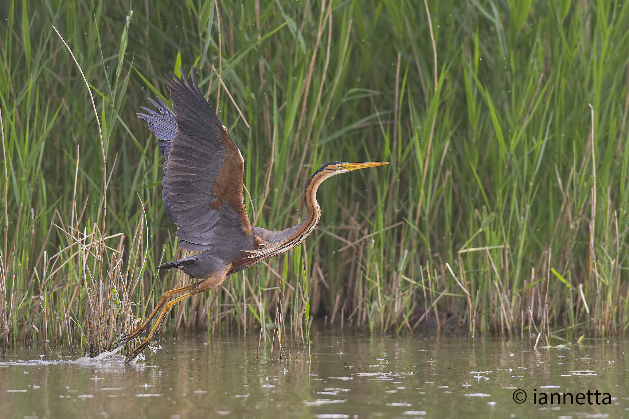 Nikon AF-S Nikkor 400mm F2.8G ED VR II sample photo. Ardea purpurea photography