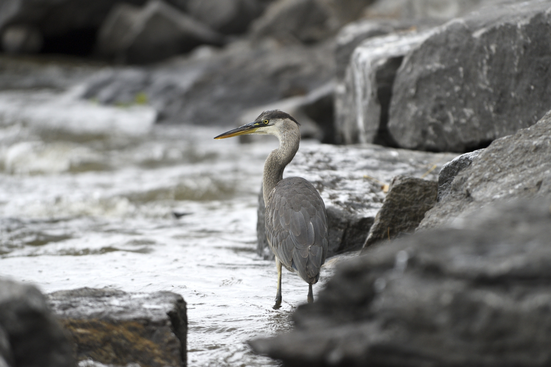 Nikon AF-S Nikkor 300mm F2.8G ED-IF VR sample photo. Great heron photography