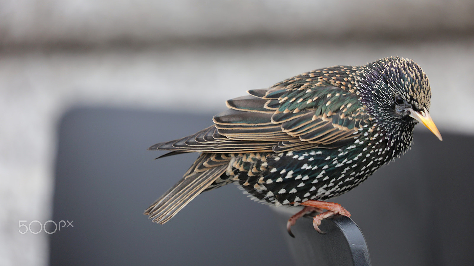 Canon EF 100-400mm F4.5-5.6L IS II USM sample photo. Hop photography