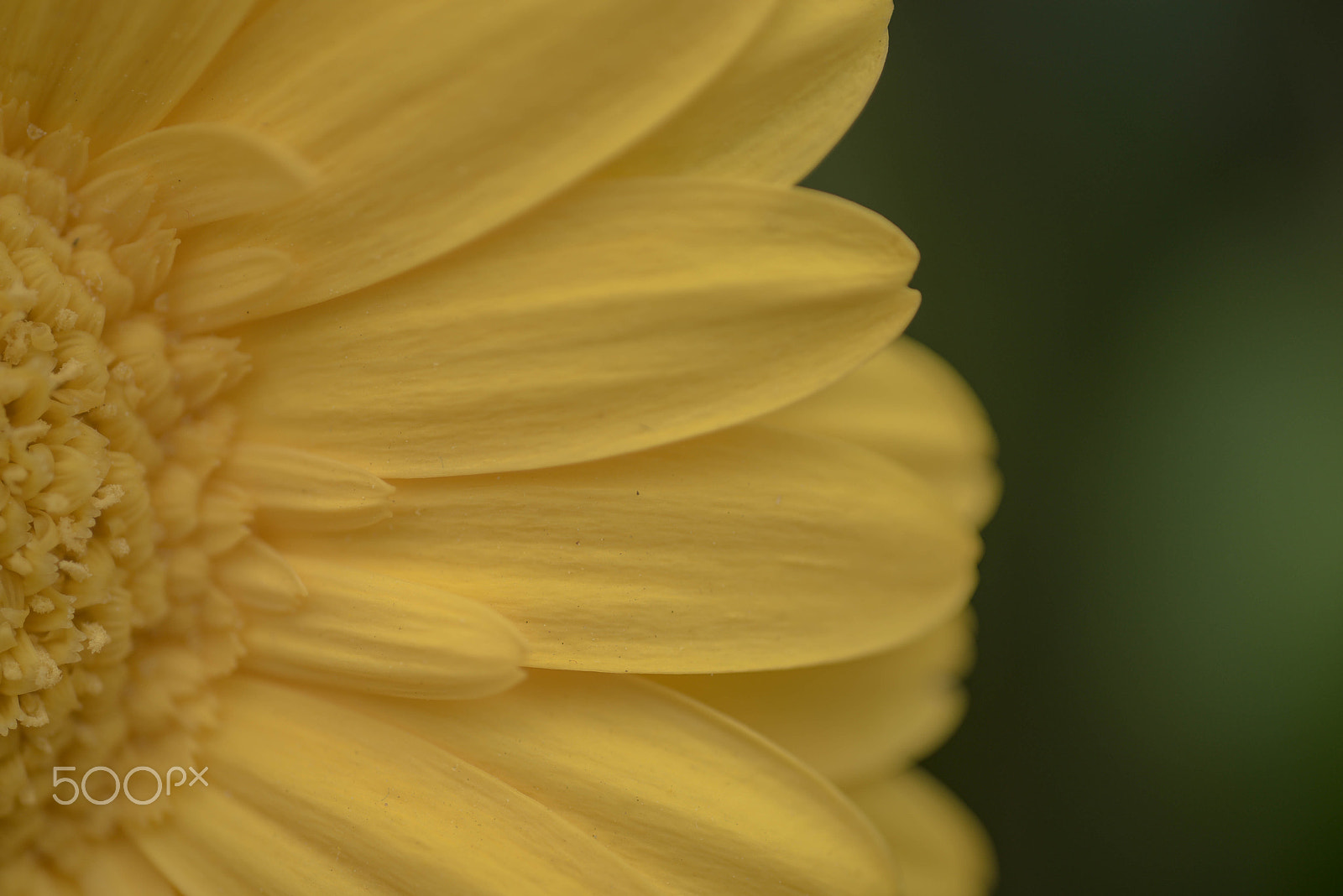 Nikon D750 + AF Micro-Nikkor 60mm f/2.8 sample photo. Margarita photography
