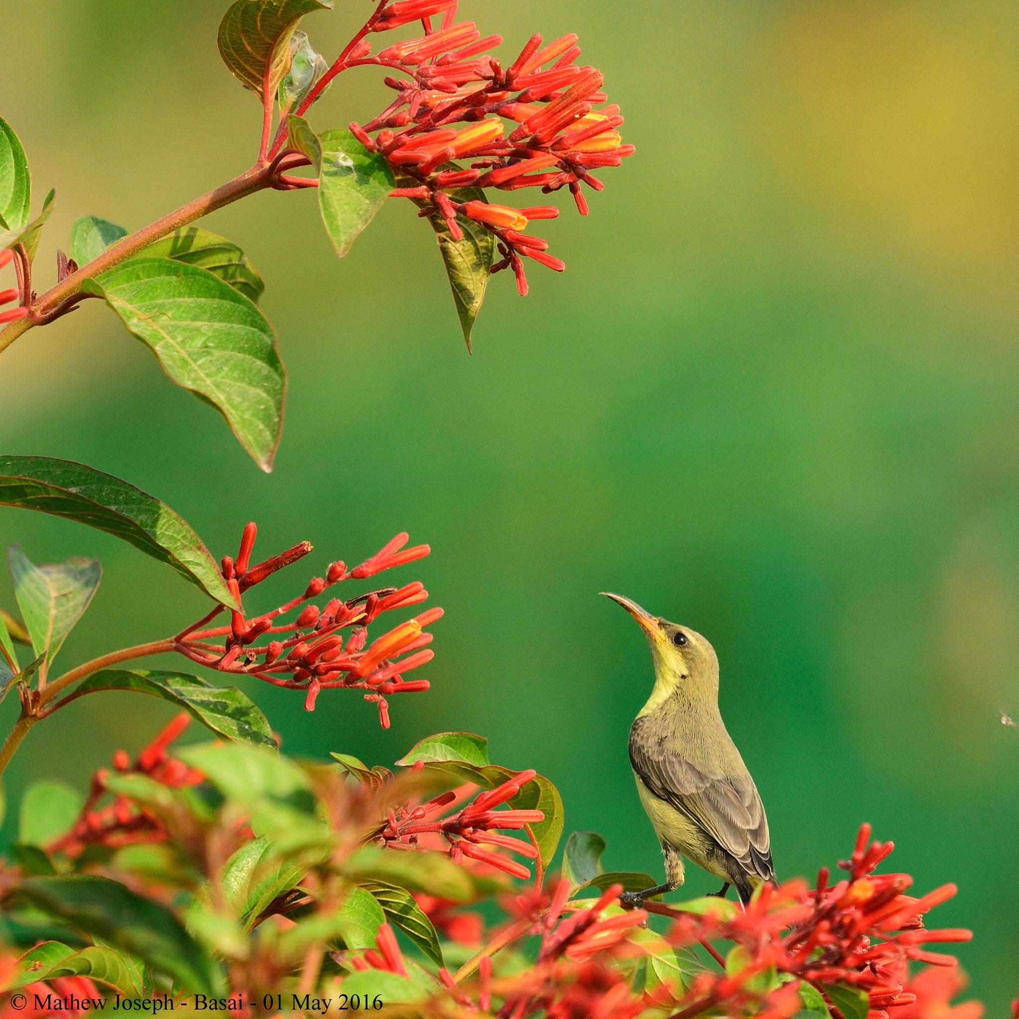 Nikon Nikkor AF-S 300mm F4E PF ED VR sample photo. Purple sunbird, female photography