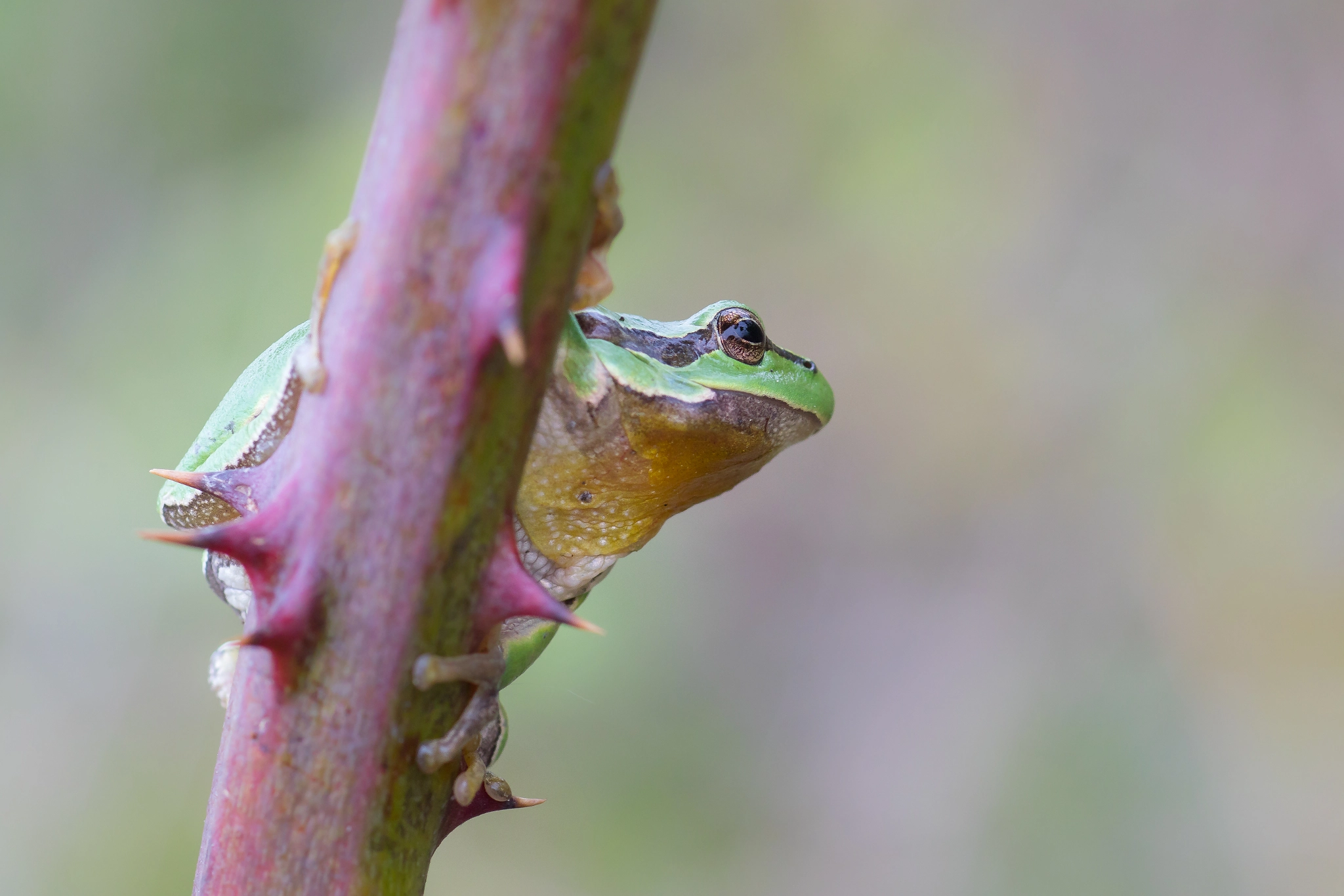 Canon EOS 7D Mark II + Canon EF 100mm F2.8 Macro USM sample photo. European tree frog photography