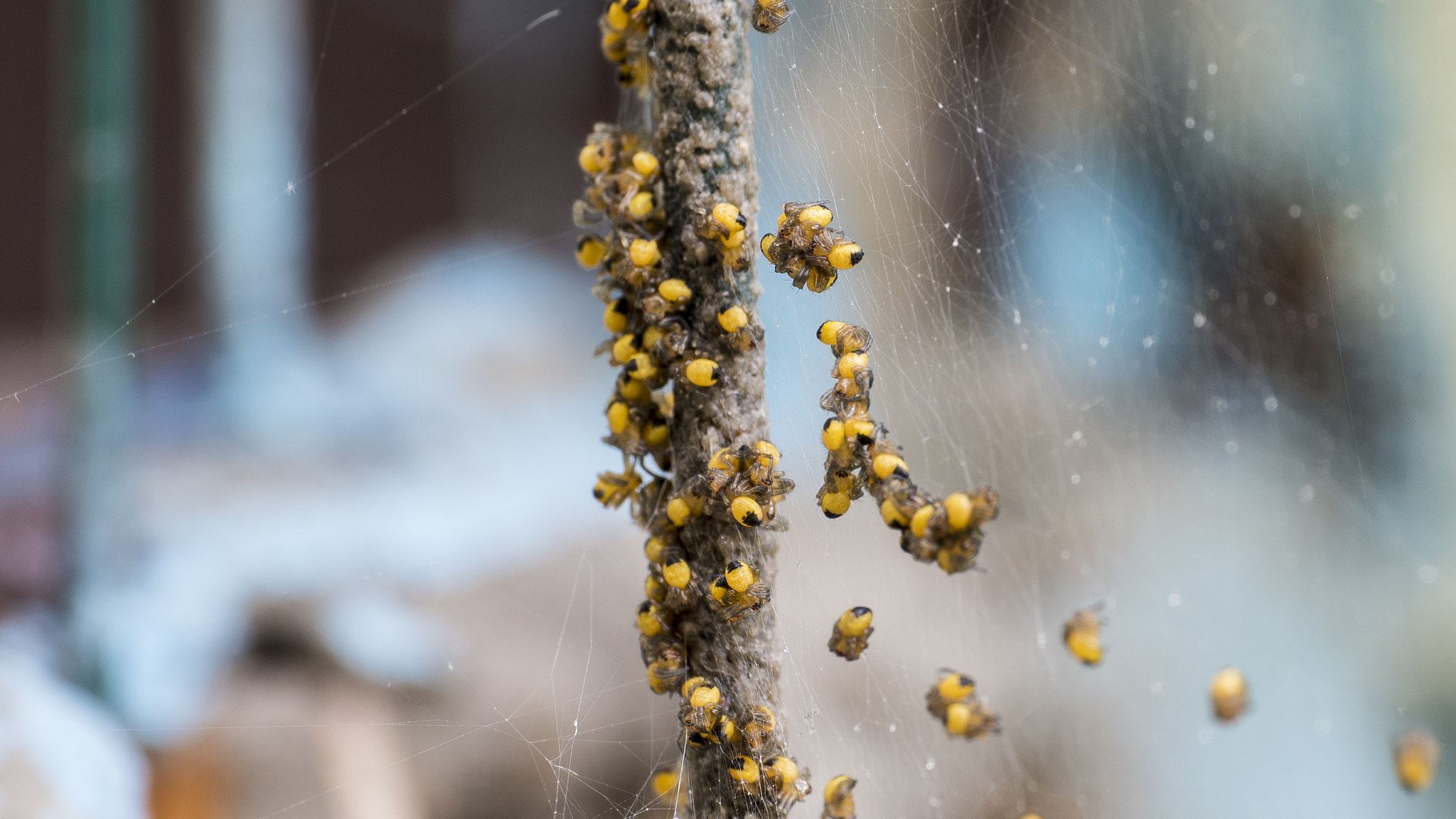 E 50mm F2.8 sample photo. Spiders.mini. photography