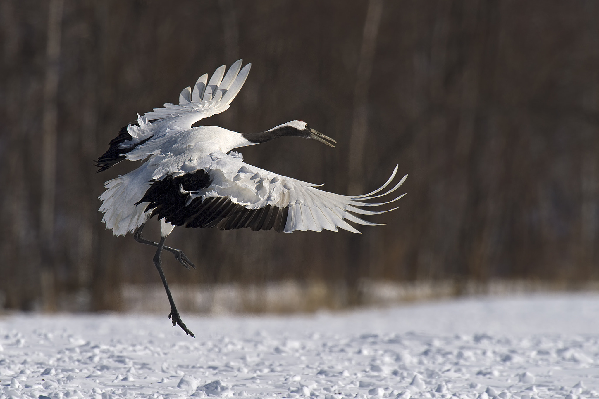 Nikon AF-S Nikkor 500mm F4D ED-IF II sample photo. Red-crowned crane。丹頂鶴 photography