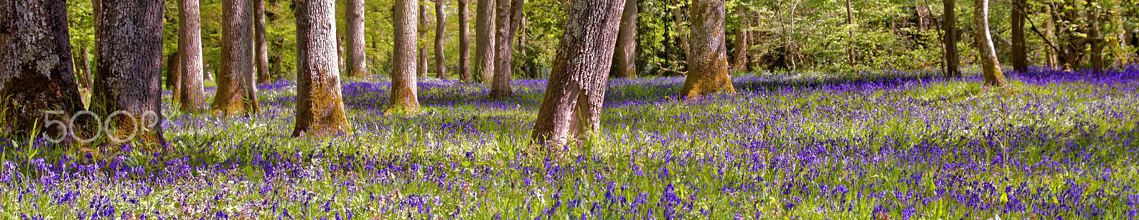 Sigma 17-35mm F2.8-4 EX DG  Aspherical HSM sample photo. Purple versus green in the fontainebleau forest photography