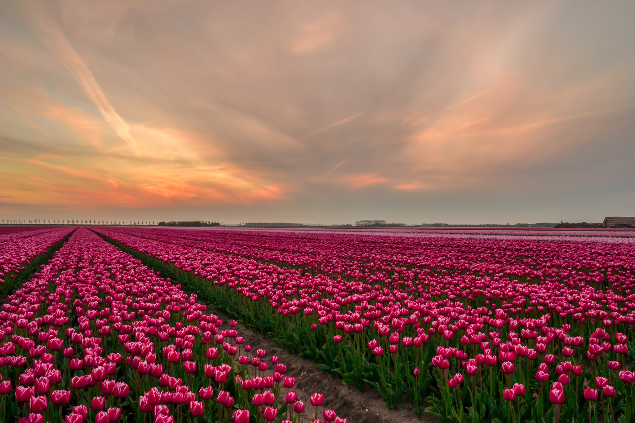 Sigma 17-70mm F2.8-4 DC Macro OS HSM sample photo. Tulip fields in the netherlands. photography