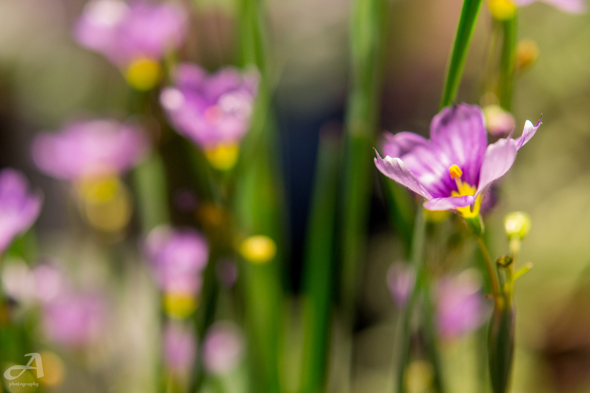 Nikon AF-S Micro-Nikkor 60mm F2.8G ED sample photo. Beneath. photography