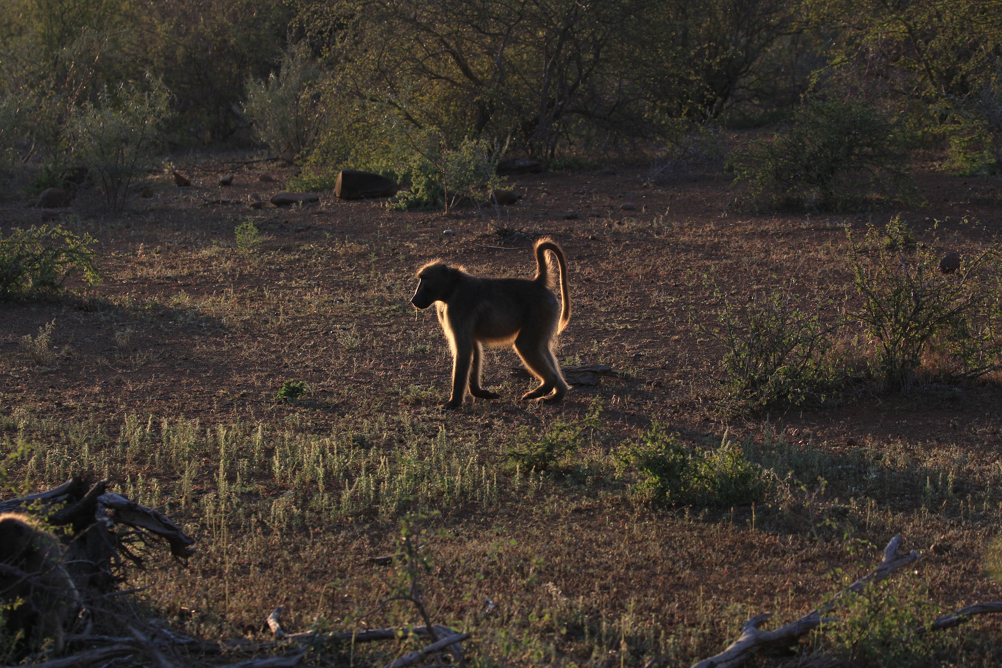 Canon EF 100-400mm F4.5-5.6L IS II USM sample photo. Backlit baboon taken in setting sun in the kruger national park photography