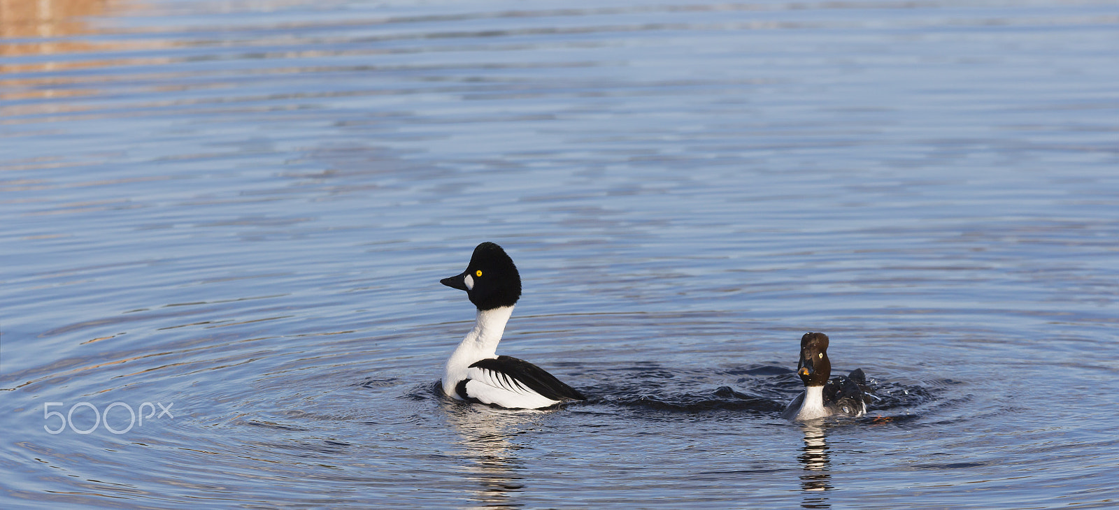 Sigma 70-200mm F2.8 EX DG OS HSM sample photo. Love in the air 5 . telkkä . goldeneye photography