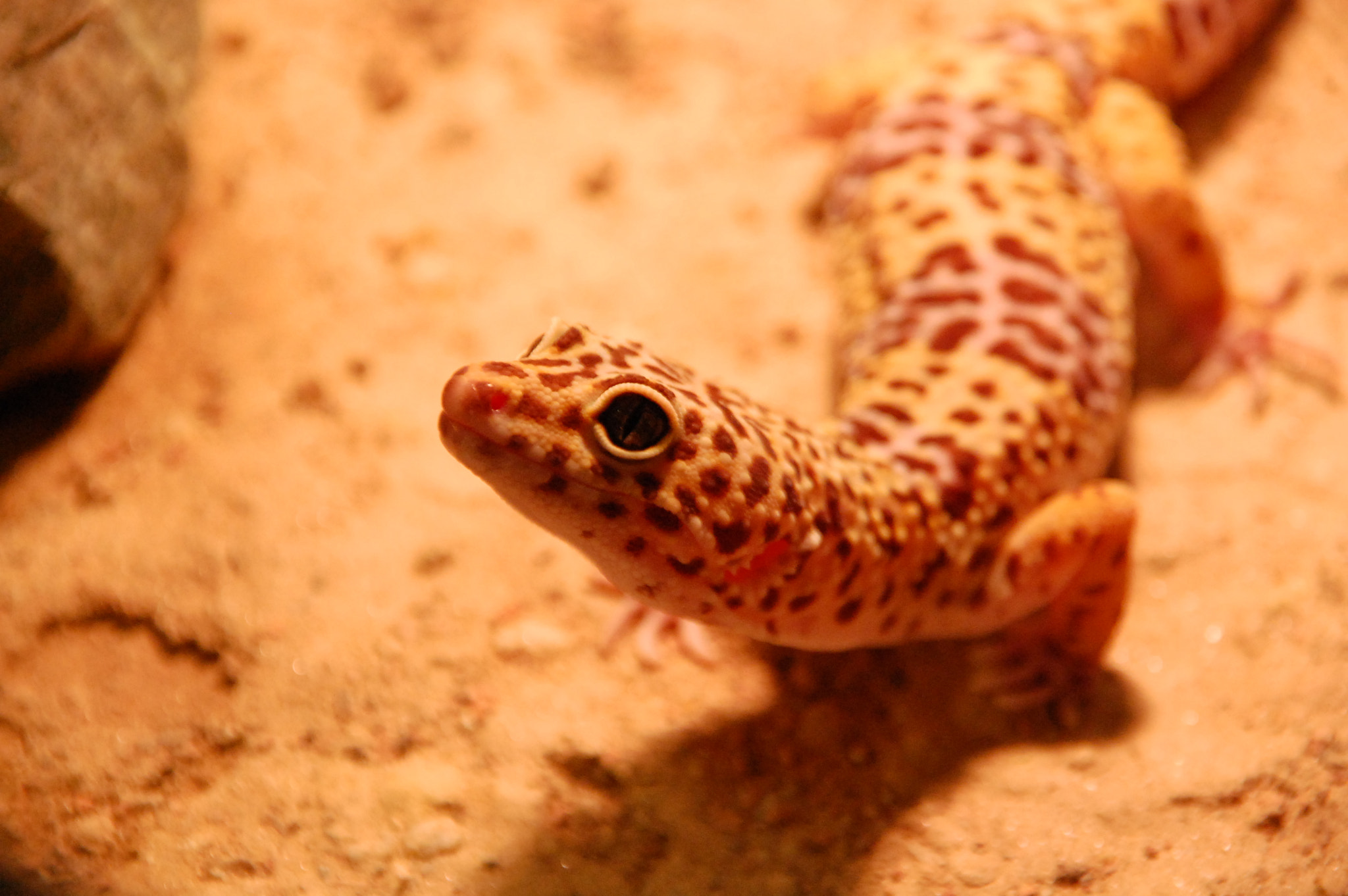 Nikon D40 + Sigma 18-200mm F3.5-6.3 DC sample photo. My gecko photography