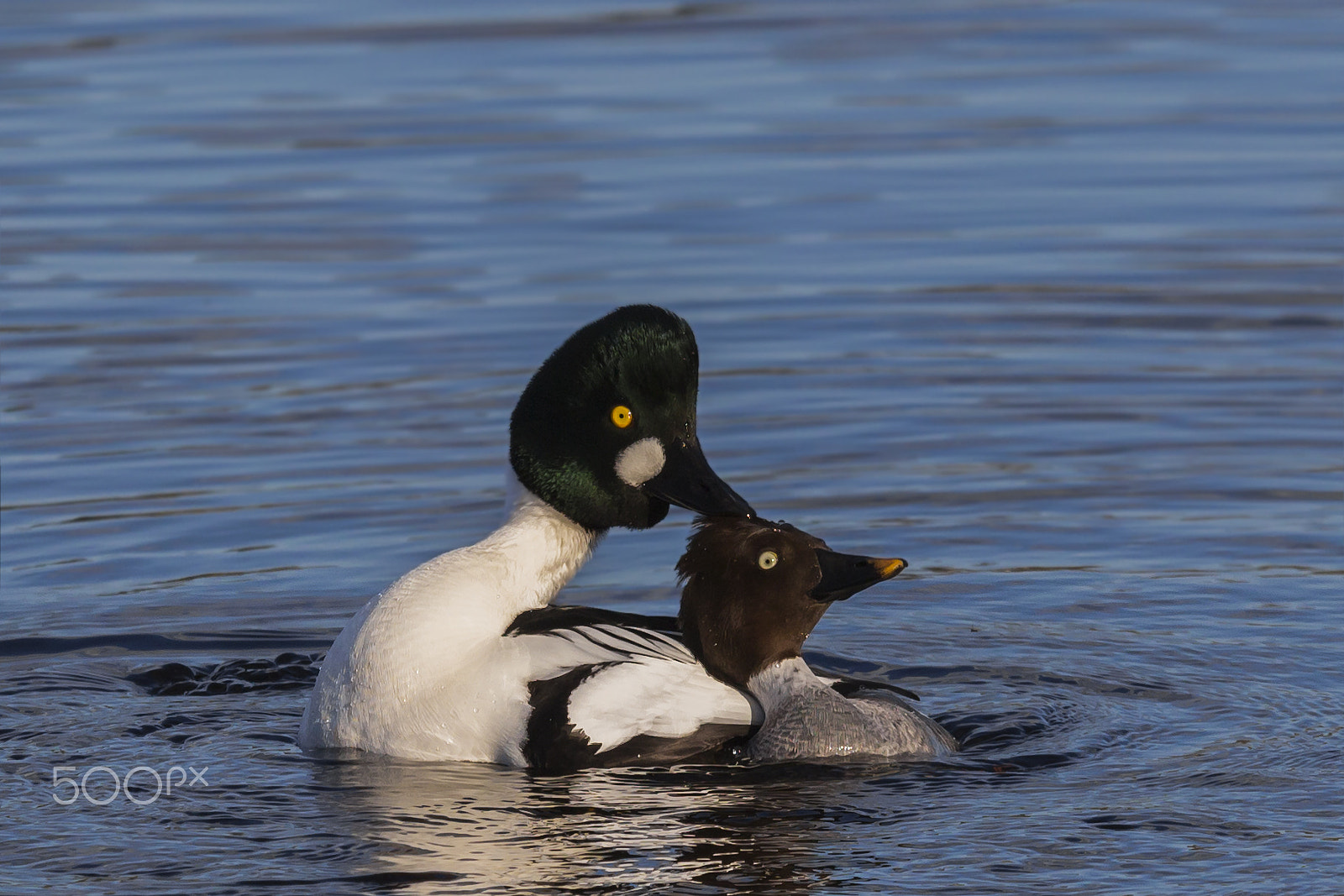 Sigma 70-200mm F2.8 EX DG OS HSM sample photo. Love in the air 4 . telkkä. goldeneye photography