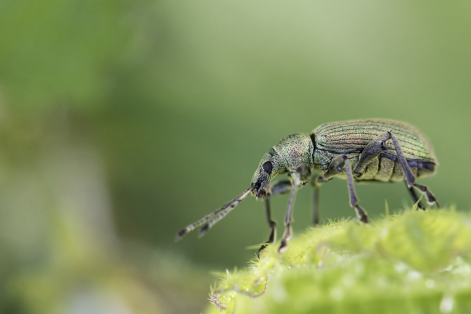 Tamron SP AF 180mm F3.5 Di LD (IF) Macro sample photo. Charançon photography