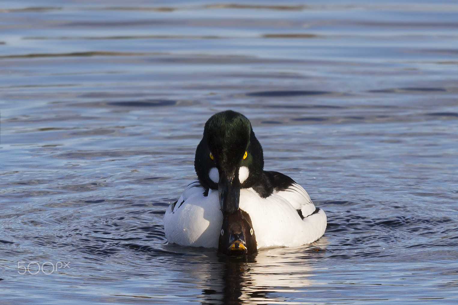 Sigma 70-200mm F2.8 EX DG OS HSM sample photo. Love in the air 3 . telkkä . goldeneye photography