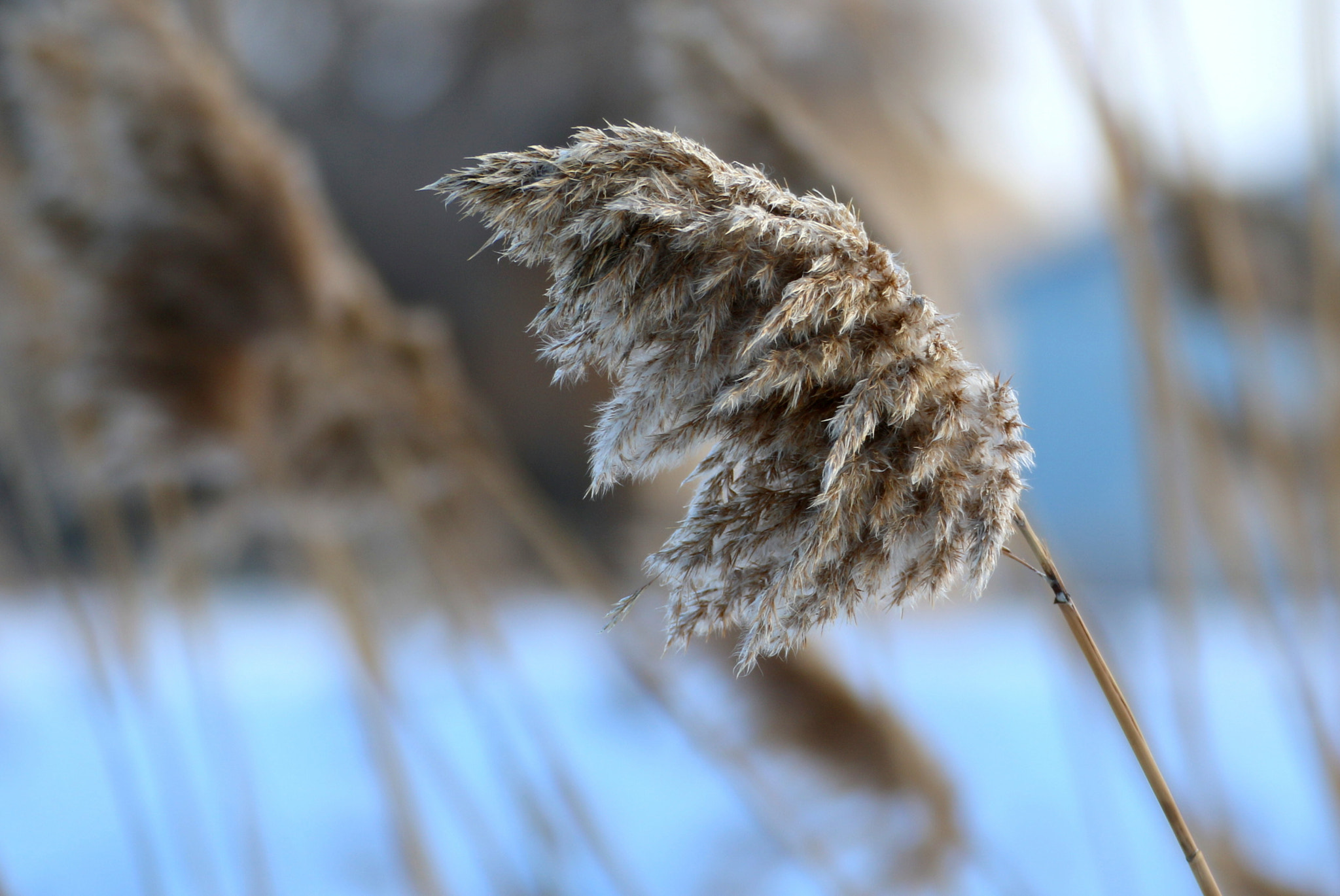 Tamron SP 35mm F1.8 Di VC USD sample photo. Weeds photography