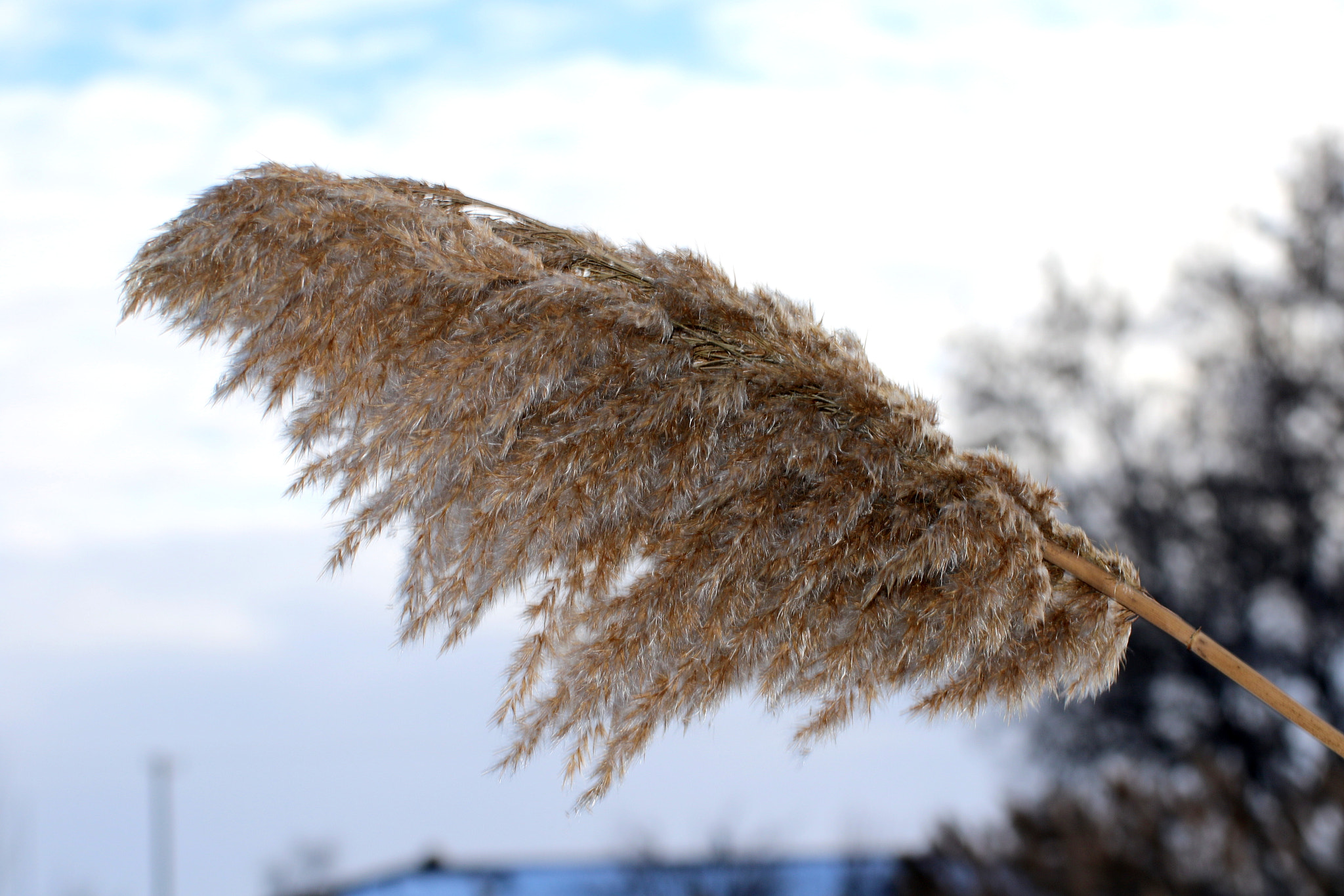Tamron SP 35mm F1.8 Di VC USD sample photo. Weeds photography