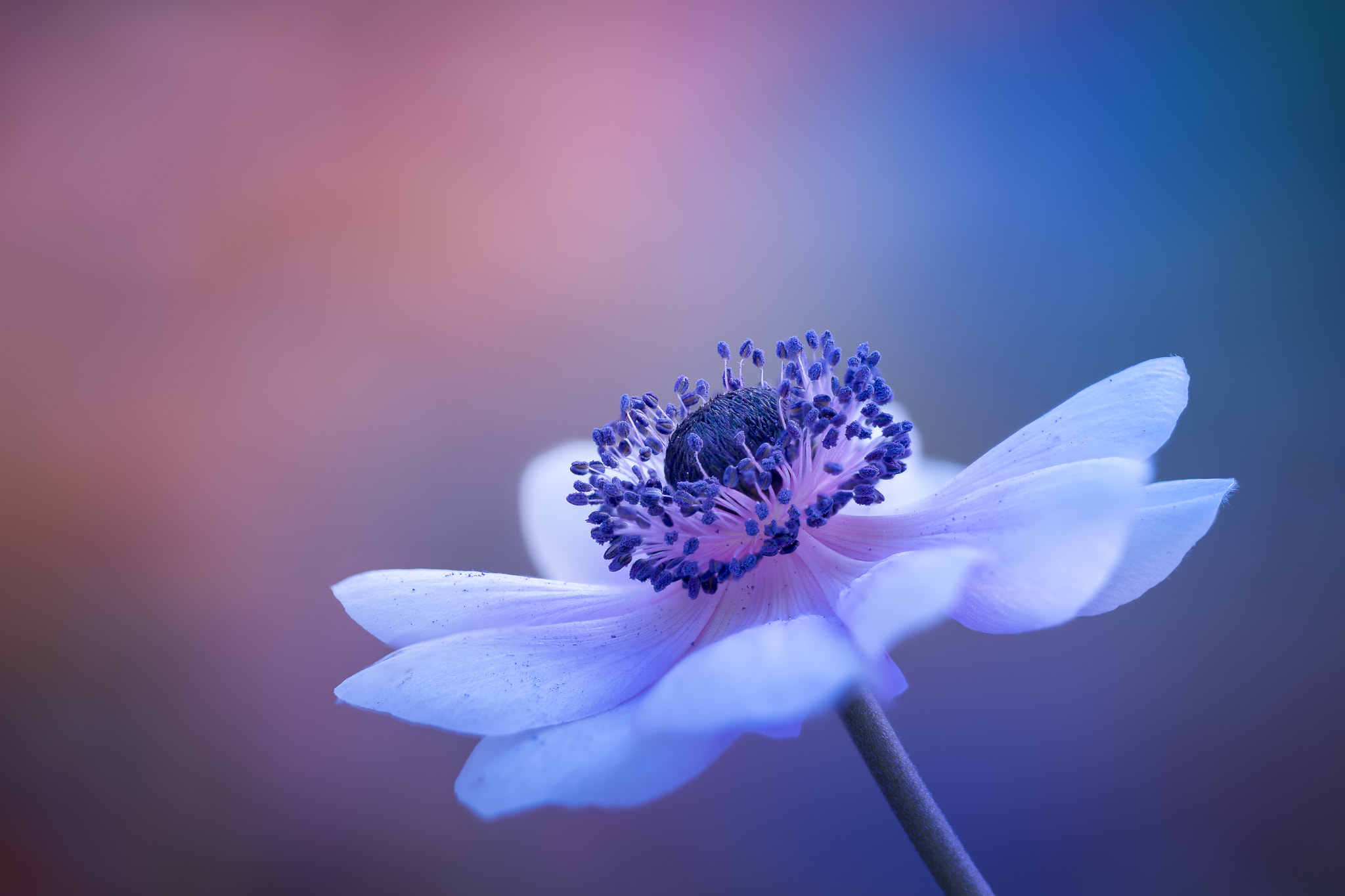 100mm F2.8 G SSM OSS sample photo. The swan... photography