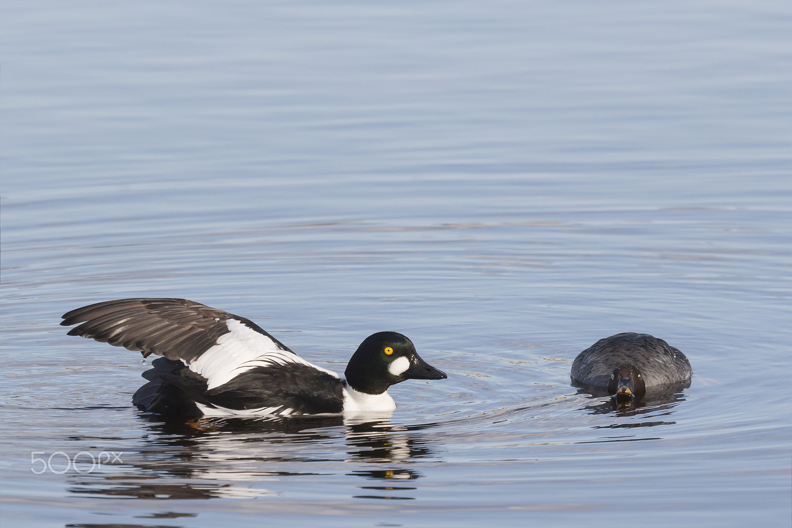 Sigma 70-200mm F2.8 EX DG OS HSM sample photo. Love in the air 1 .  telkkä . goldeneye photography