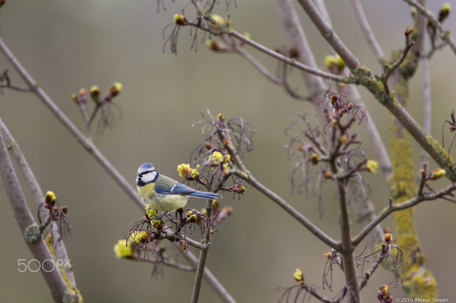 Sigma 150-600mm F5-6.3 DG OS HSM | C sample photo. Eurasian blue tit in april photography