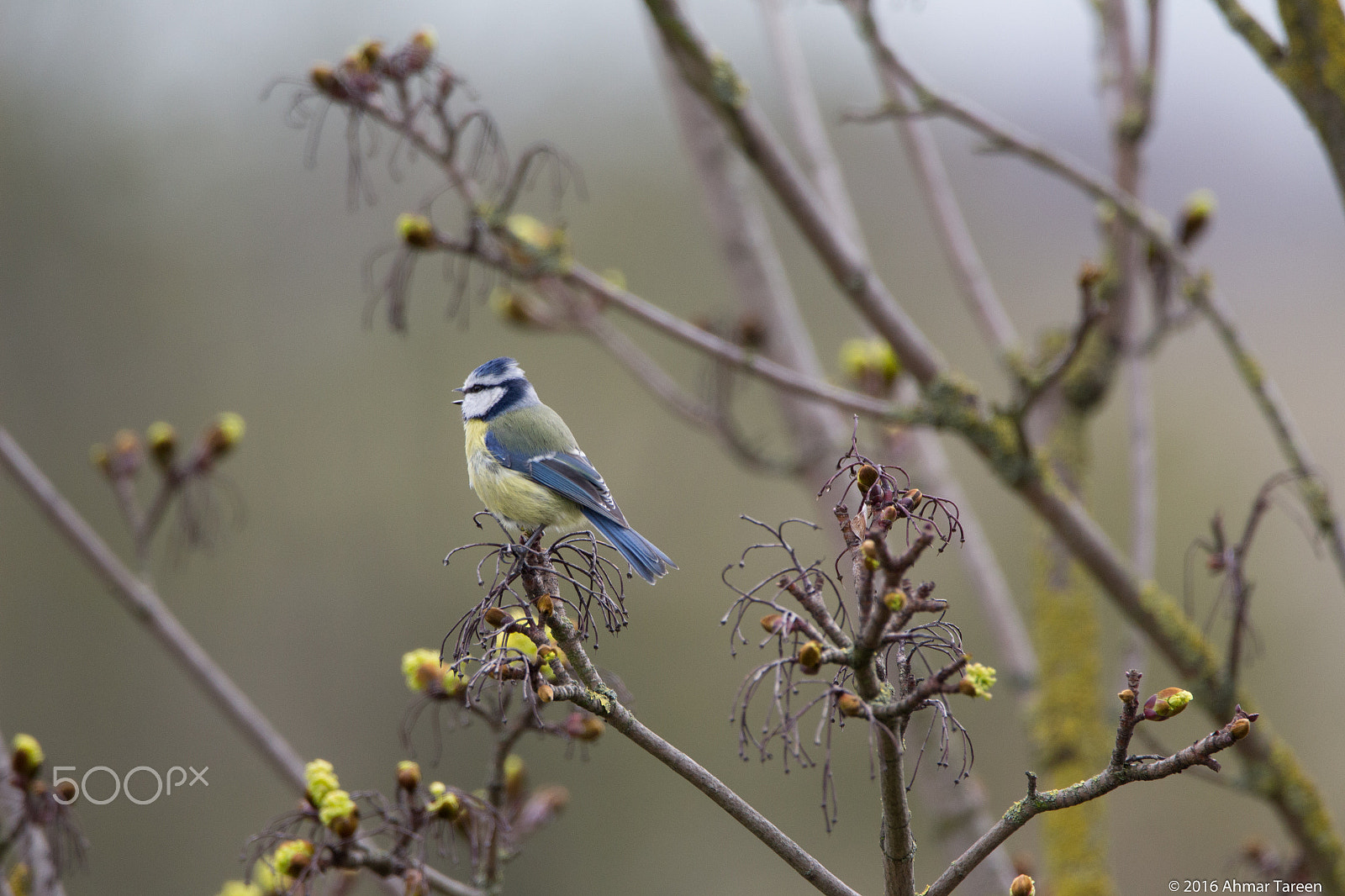 Sigma 150-600mm F5-6.3 DG OS HSM | C sample photo. Eurasian blue tit in april photography