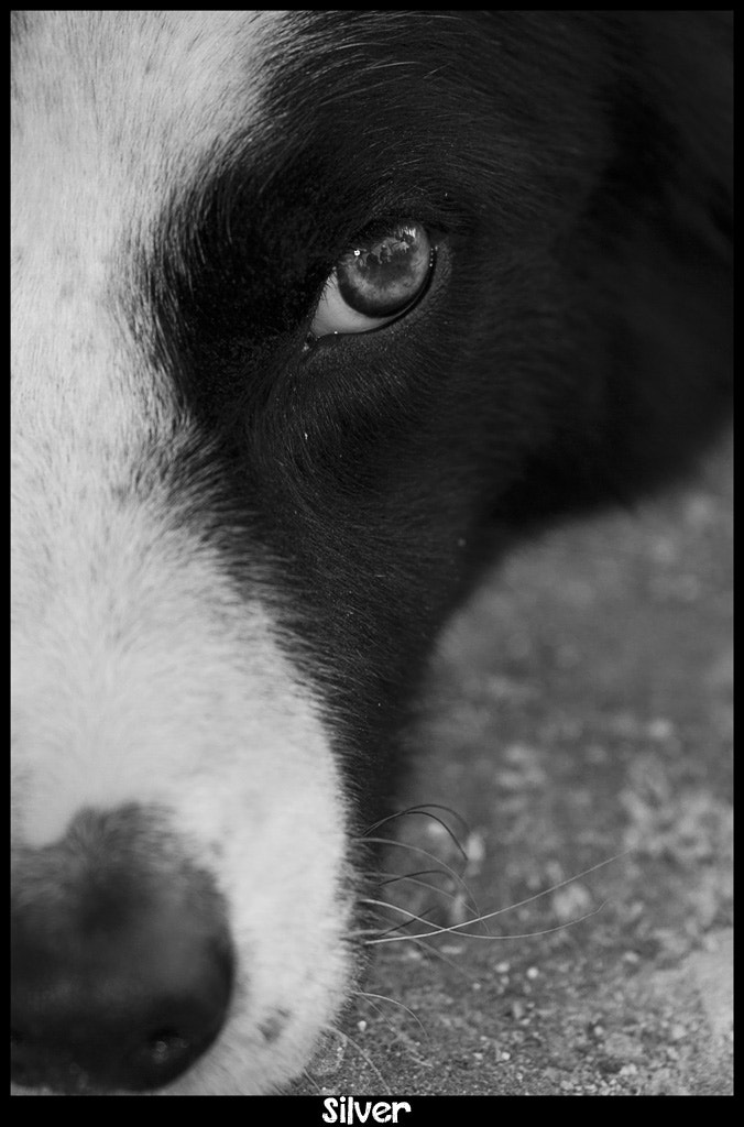 Canon EF 180mm F3.5L Macro USM sample photo. Silver photography