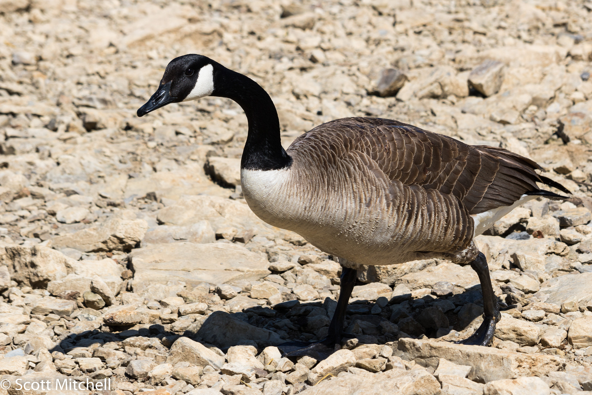 Canon EOS 760D (EOS Rebel T6s / EOS 8000D) sample photo. Canada goose photography