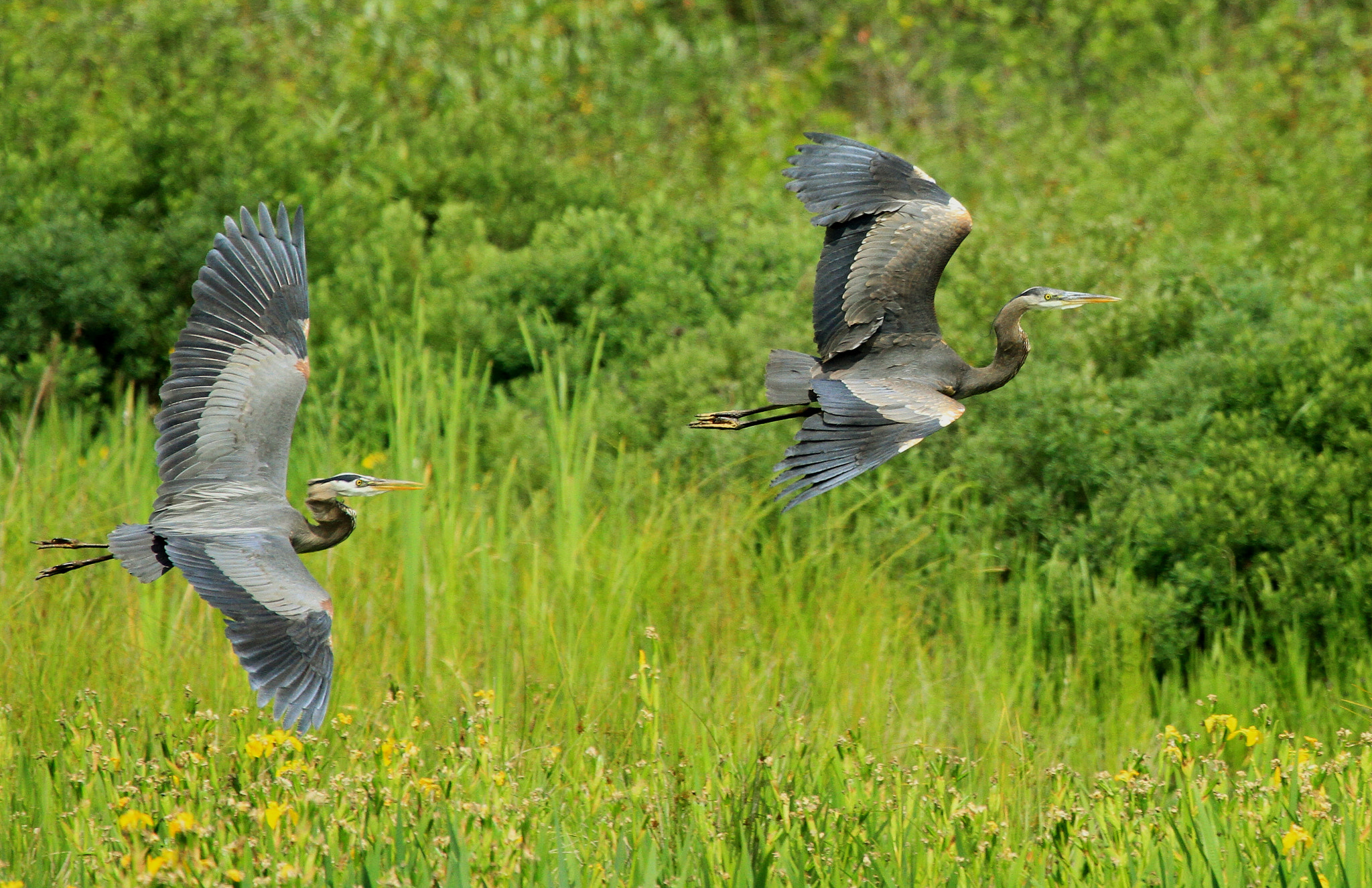 Canon EOS 7D + Canon EF 100-400mm F4.5-5.6L IS USM sample photo. Top gun herons photography