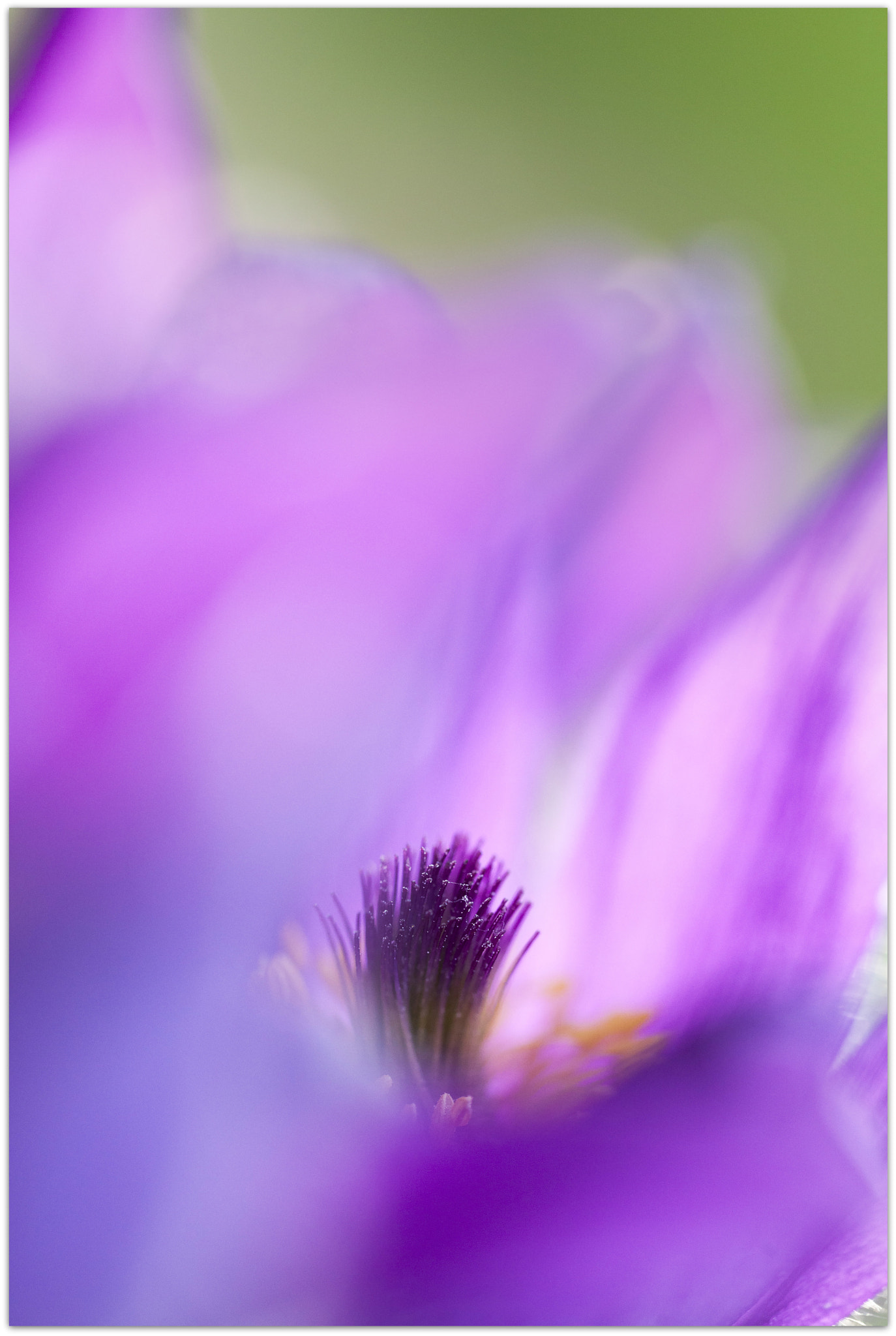 Sigma 150mm f/2.8 EX DG OS HSM APO Macro sample photo. Pulsatilla vulgaris photography