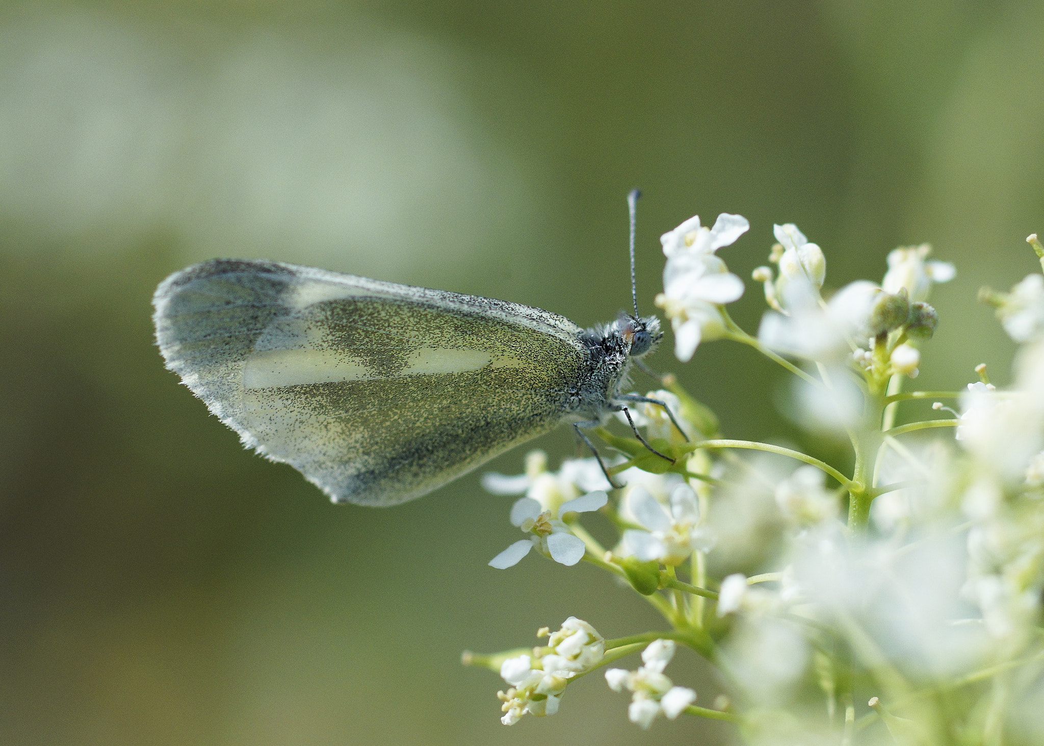 Sony a99 II + Tamron SP AF 90mm F2.8 Di Macro sample photo. Doğulu narin orman beyazı  photography