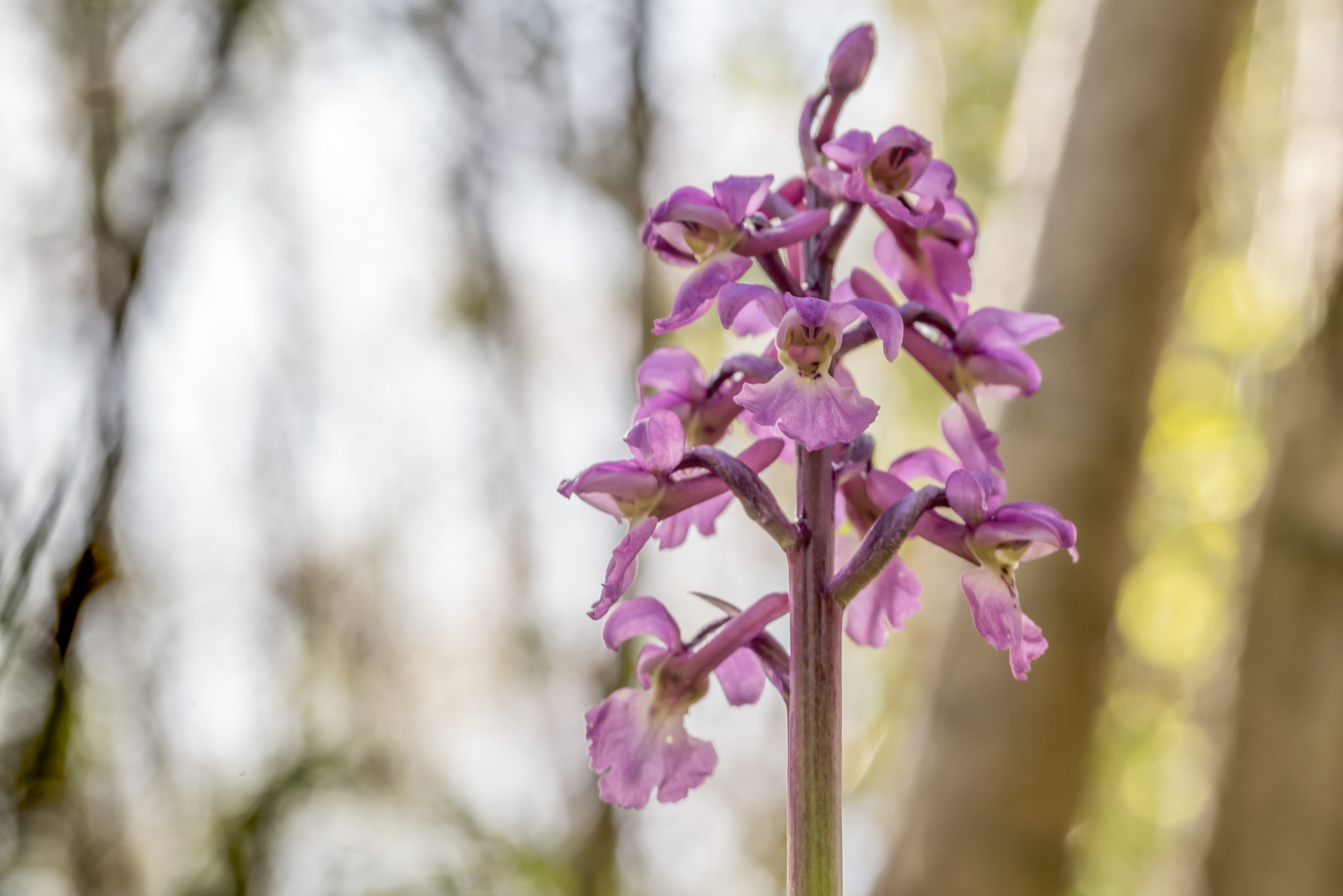 Sony a7R II + Canon EF 100mm F2.8L Macro IS USM sample photo. Early purple orchid photography