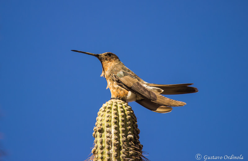 Canon EOS 600D (Rebel EOS T3i / EOS Kiss X5) + Canon EF 100-400mm F4.5-5.6L IS USM sample photo. The giant hummingbird (patagona gigas) photography