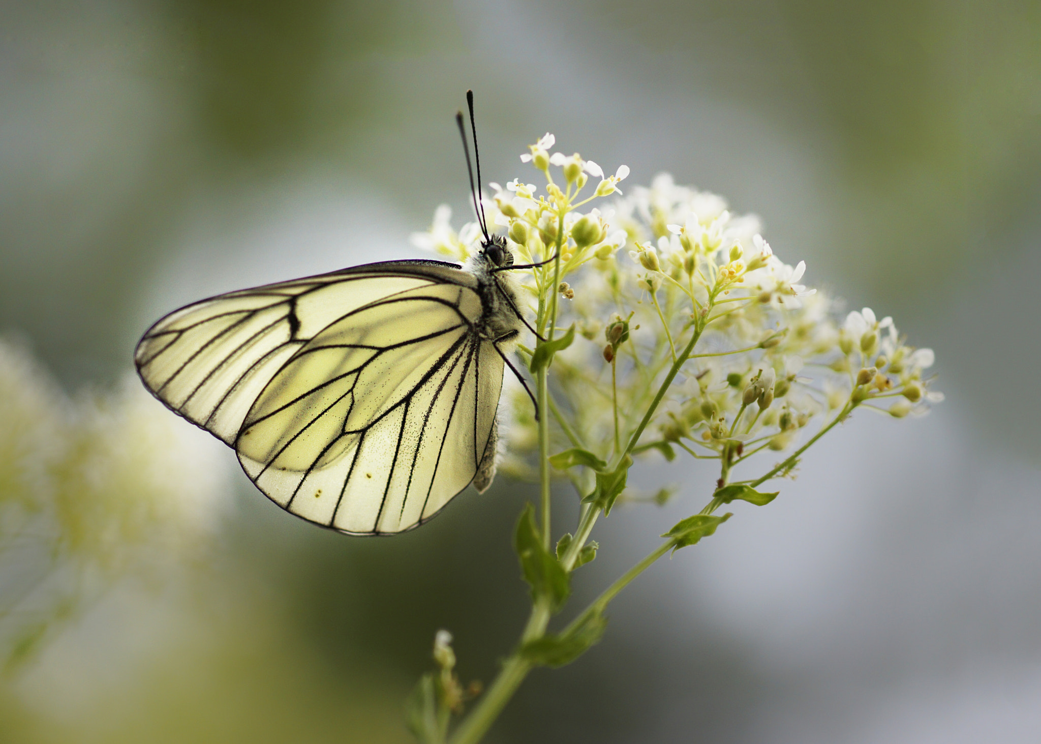 Sony a99 II + Tamron SP AF 90mm F2.8 Di Macro sample photo. Alıç photography