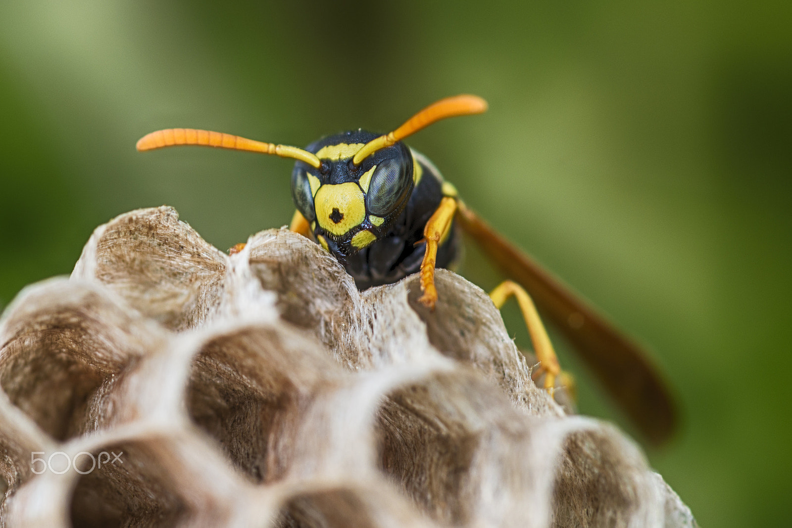 Nikon D800E + Nikon AF Micro-Nikkor 60mm F2.8D sample photo. Wasp nest with pupae photography