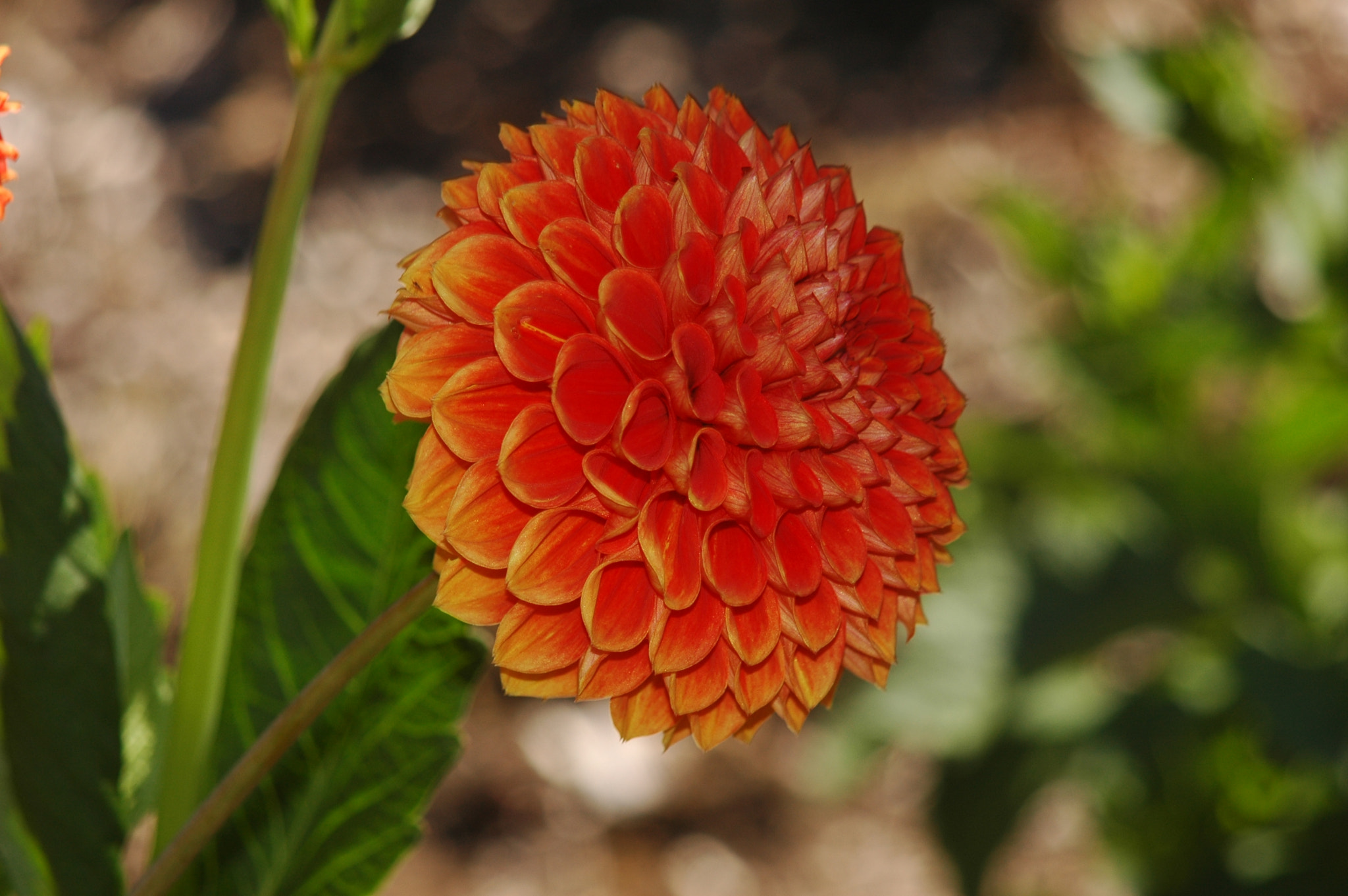 Nikon D70 + AF Zoom-Nikkor 24-120mm f/3.5-5.6D IF sample photo. Dahlia #1 photography