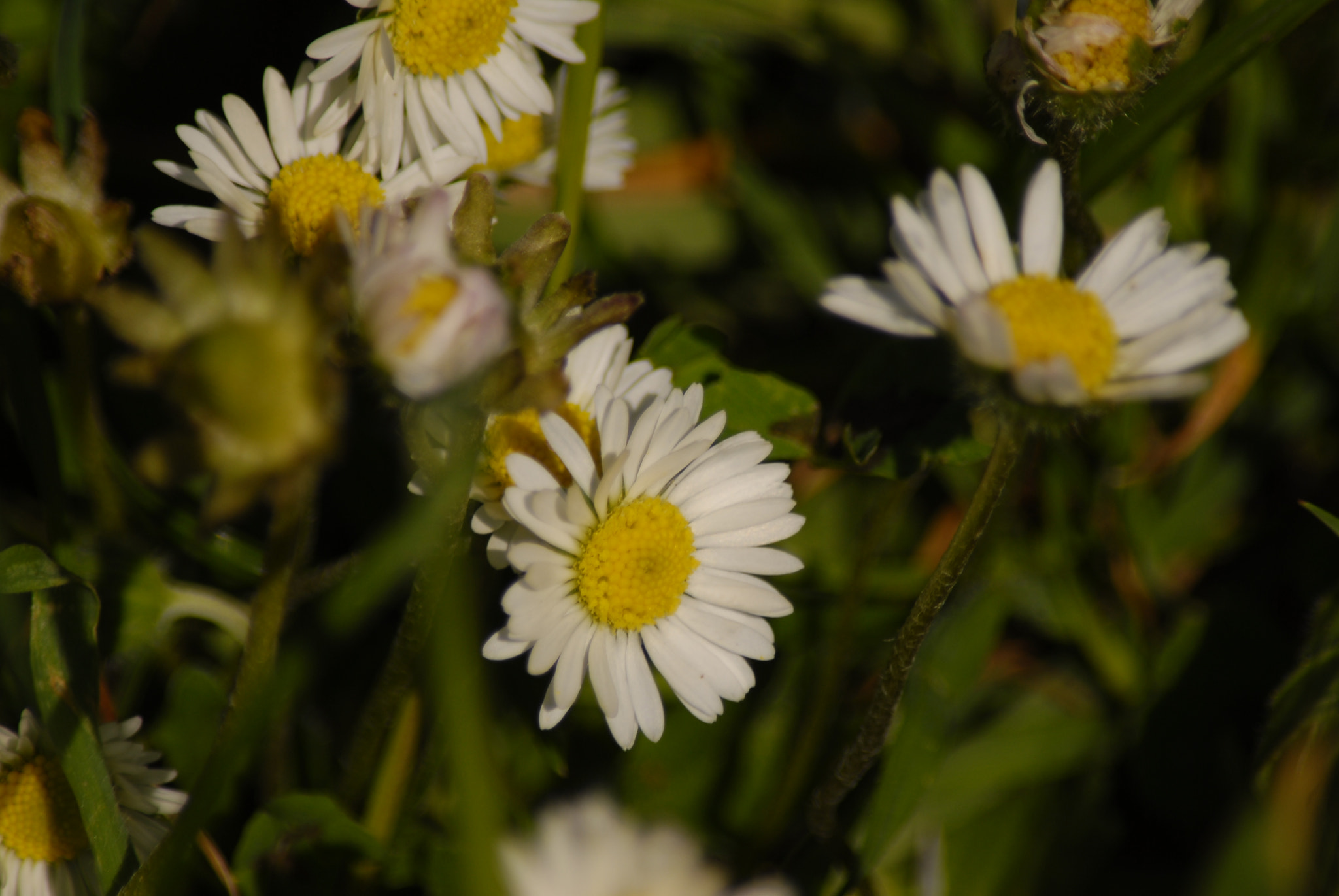 Nikon D200 sample photo. Margherite photography