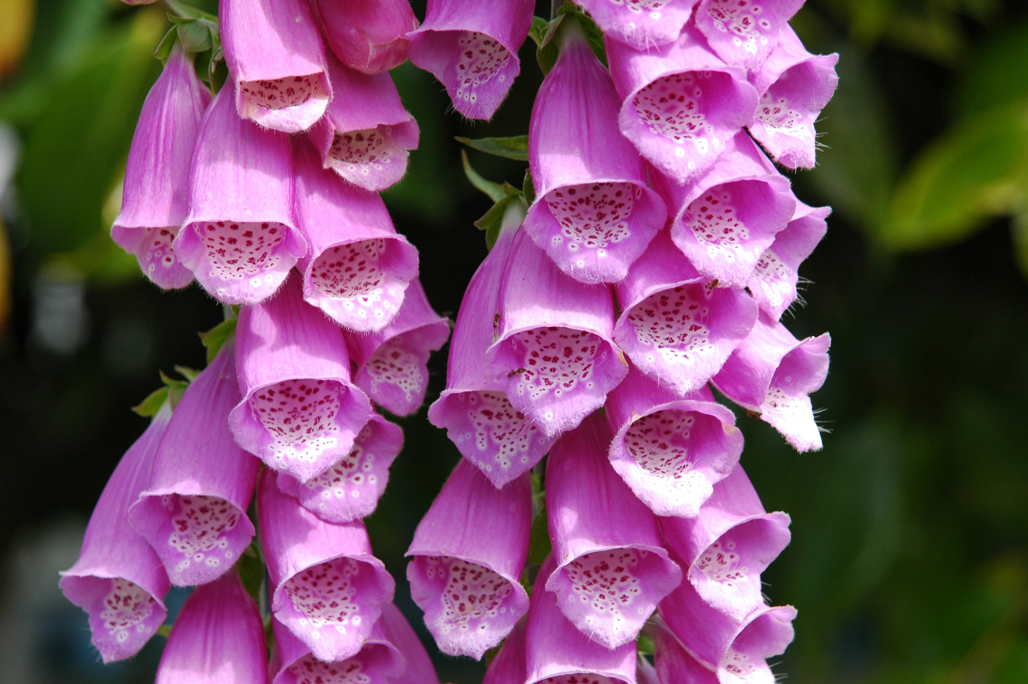 Nikon D70 + AF Zoom-Nikkor 24-120mm f/3.5-5.6D IF sample photo. Foxglove #1 photography