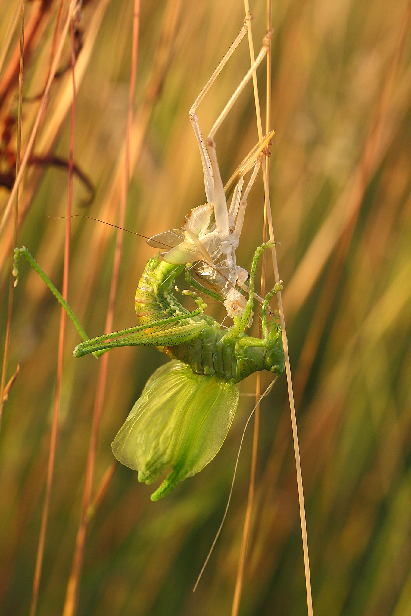 Canon EOS 40D + Canon EF 100mm F2.8L Macro IS USM sample photo. Grasshopper photography