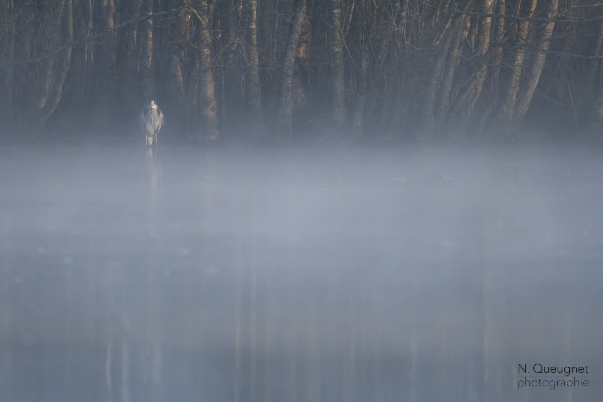 Canon EF 100-400mm F4.5-5.6L IS USM sample photo. Héron l'hiver photography