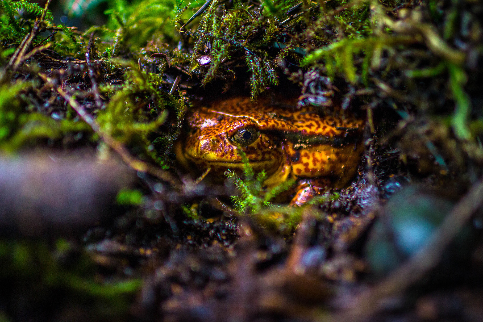 Canon EOS 700D (EOS Rebel T5i / EOS Kiss X7i) + Canon EF 35mm F1.4L USM sample photo. Frog in the forest photography