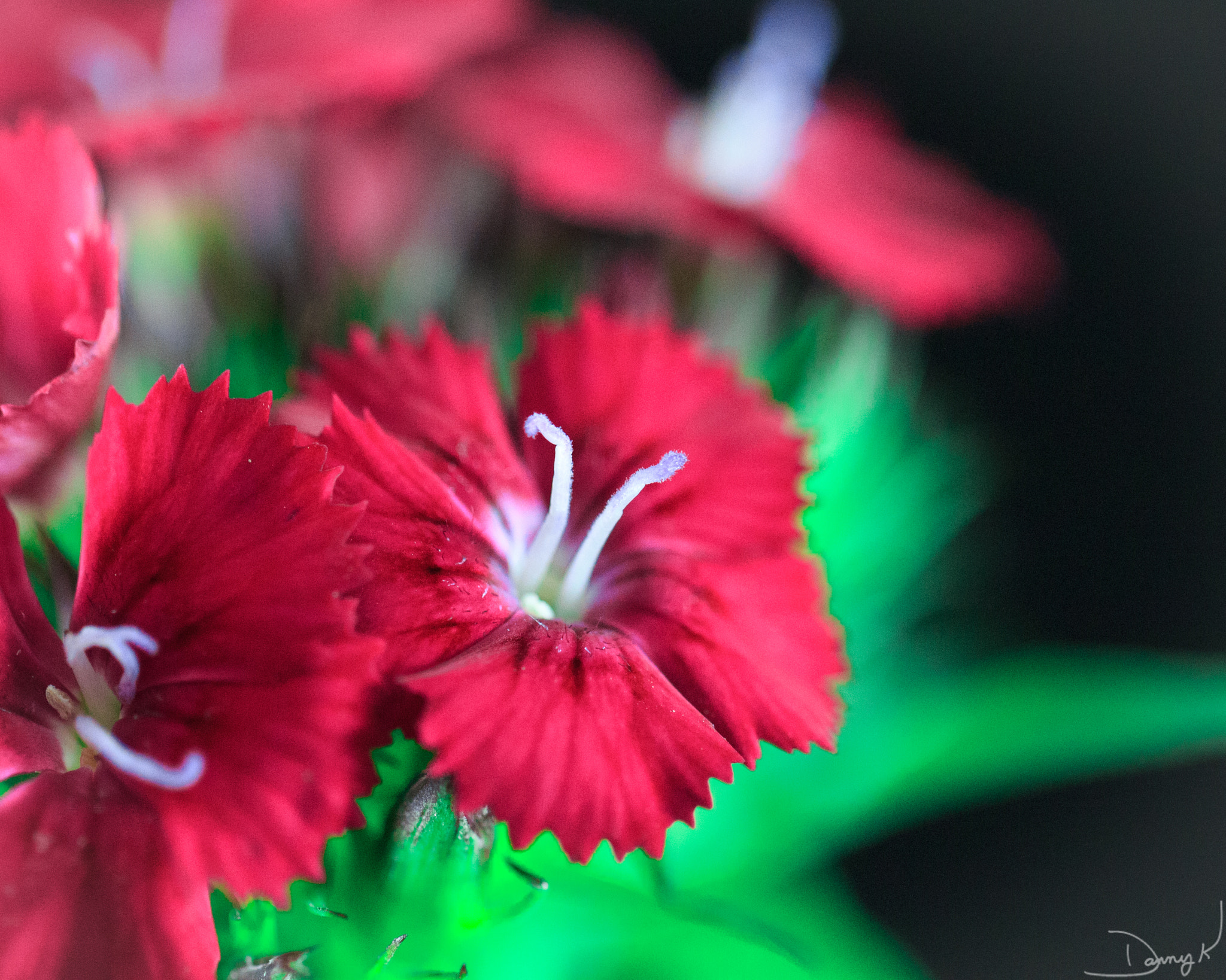 Canon EF 100mm F2.8L Macro IS USM sample photo. Tiny flower photography