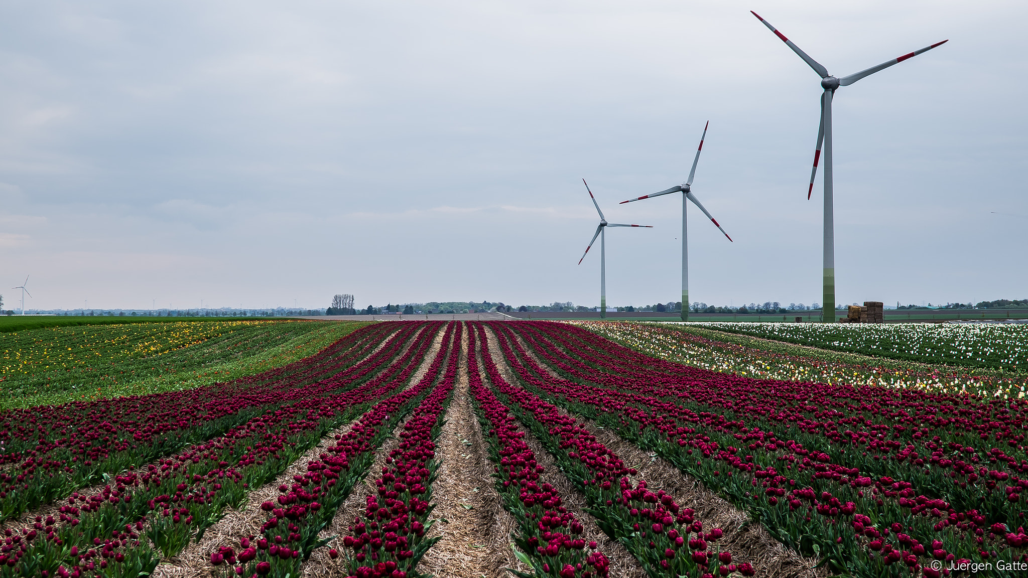 ZEISS Touit 32mm F1.8 sample photo. Tulpenfeld photography