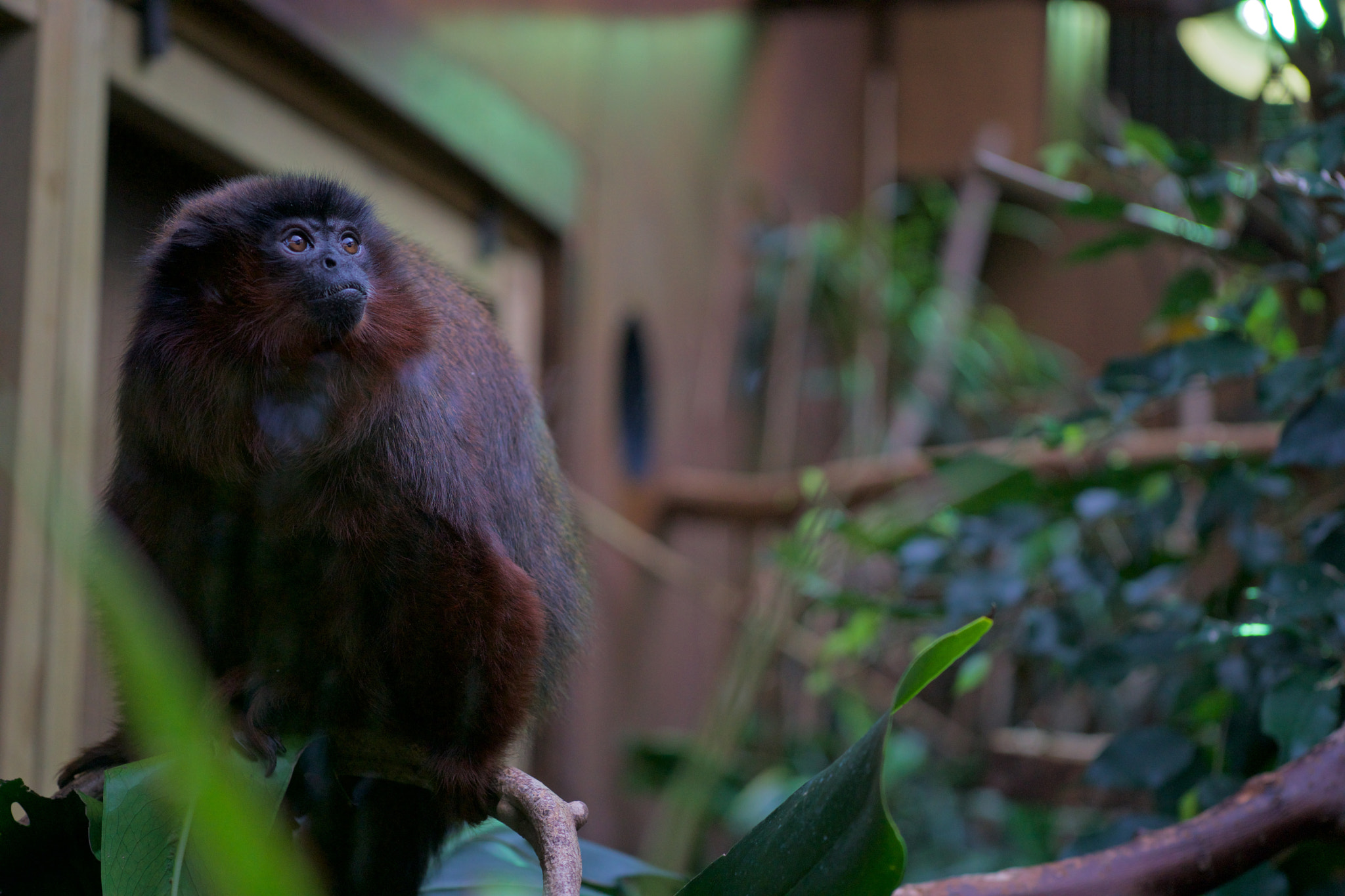 Sony a6000 + Sigma 60mm F2.8 DN Art sample photo. Dsc04188.jpg photography