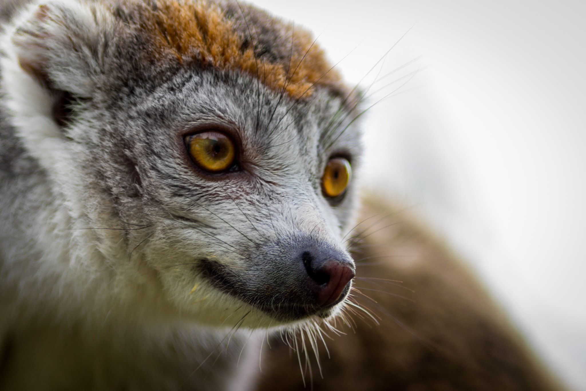 Canon EF 200mm F2.8L II USM sample photo. Female crowned lemur photography