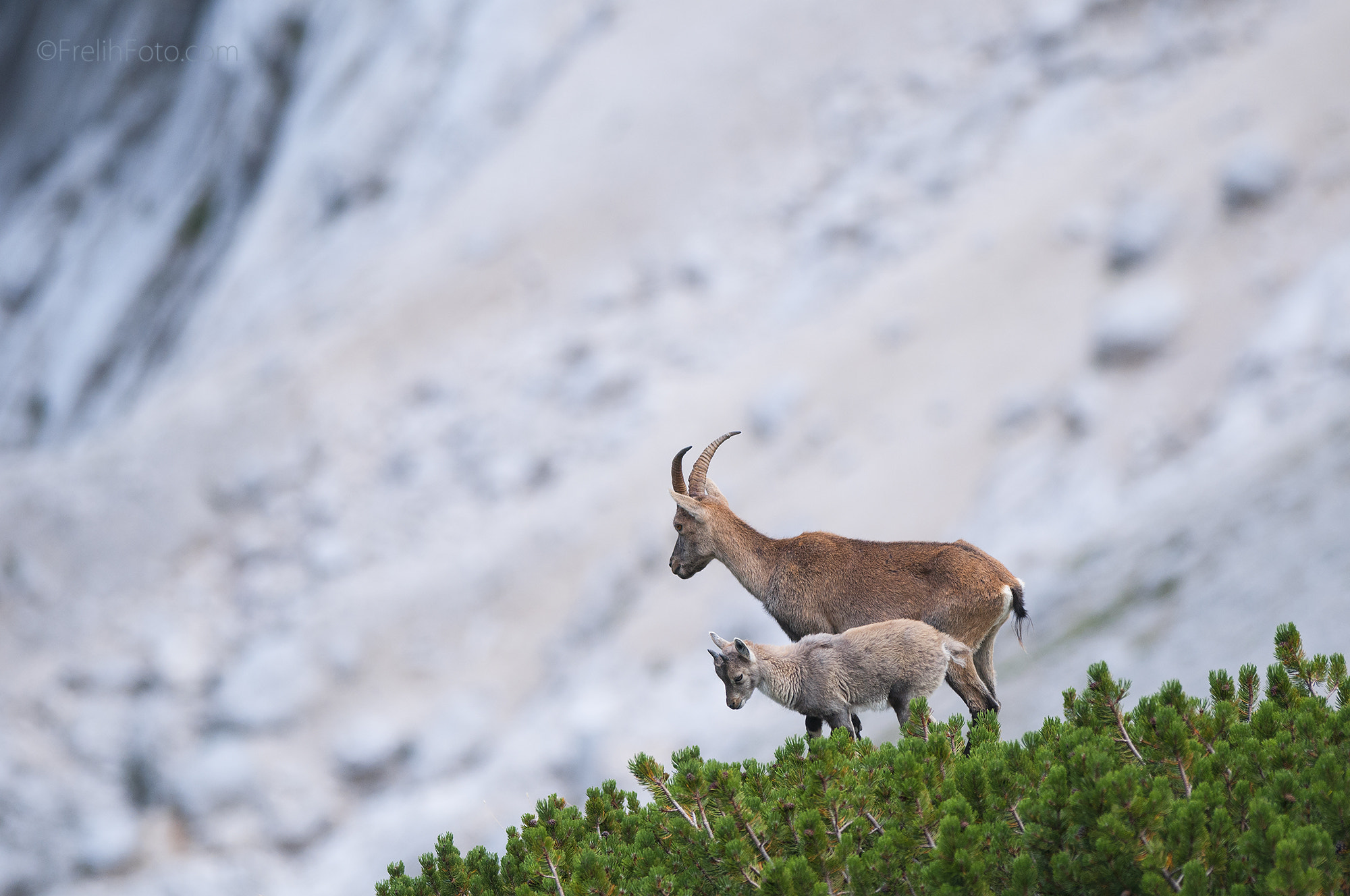 AF-S Nikkor 300mm f/2.8D IF-ED II sample photo. Ibex 2 photography